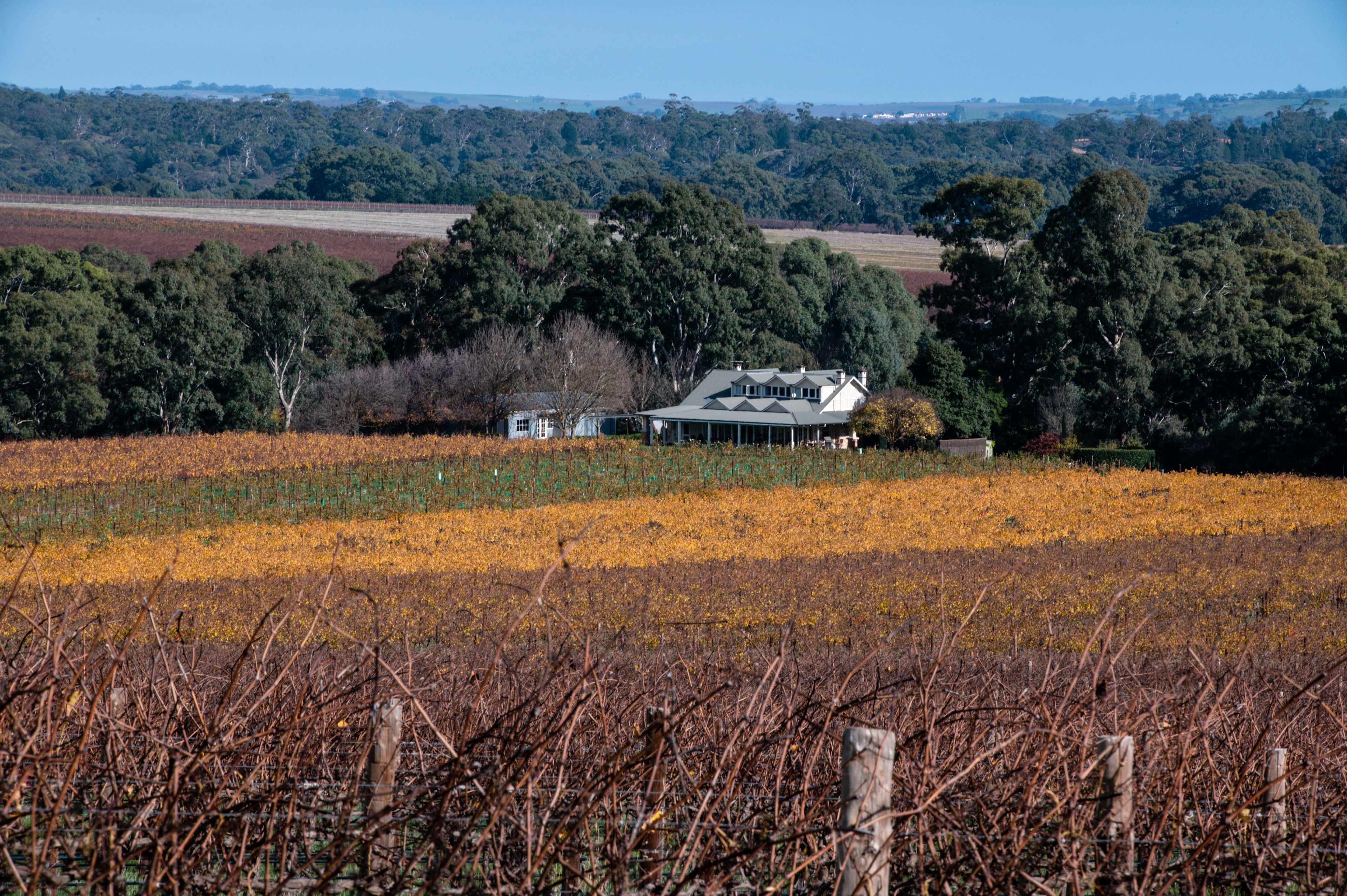 Views to neighboring Jacobs Creek Wines 