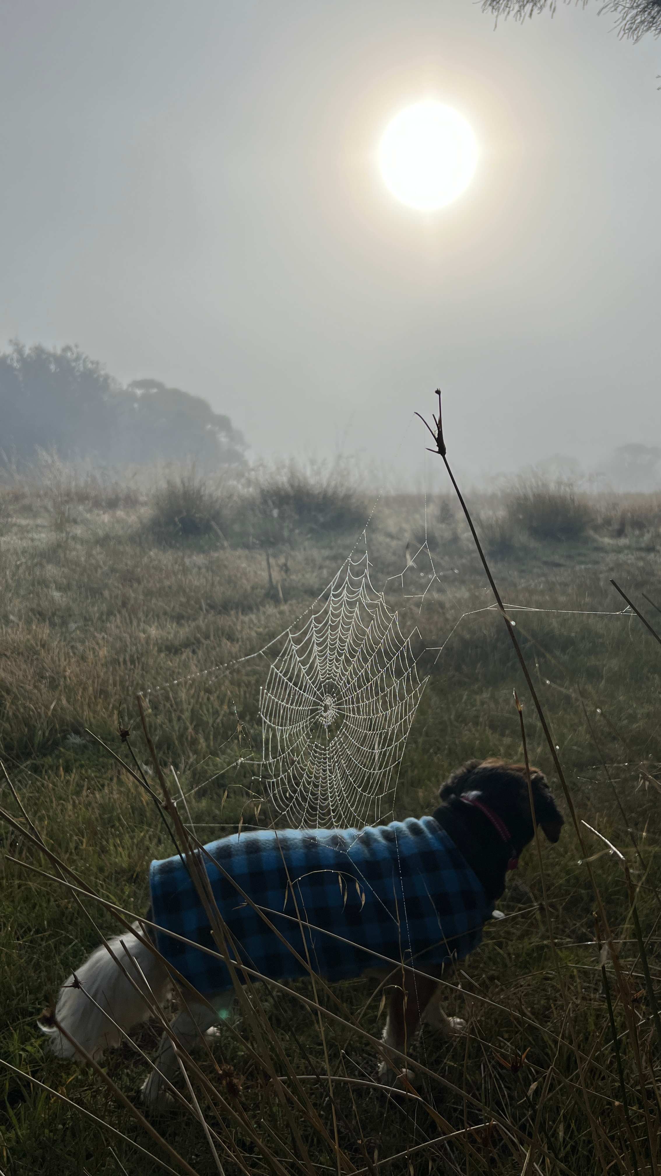 Trapwell Farm - an eco experience!