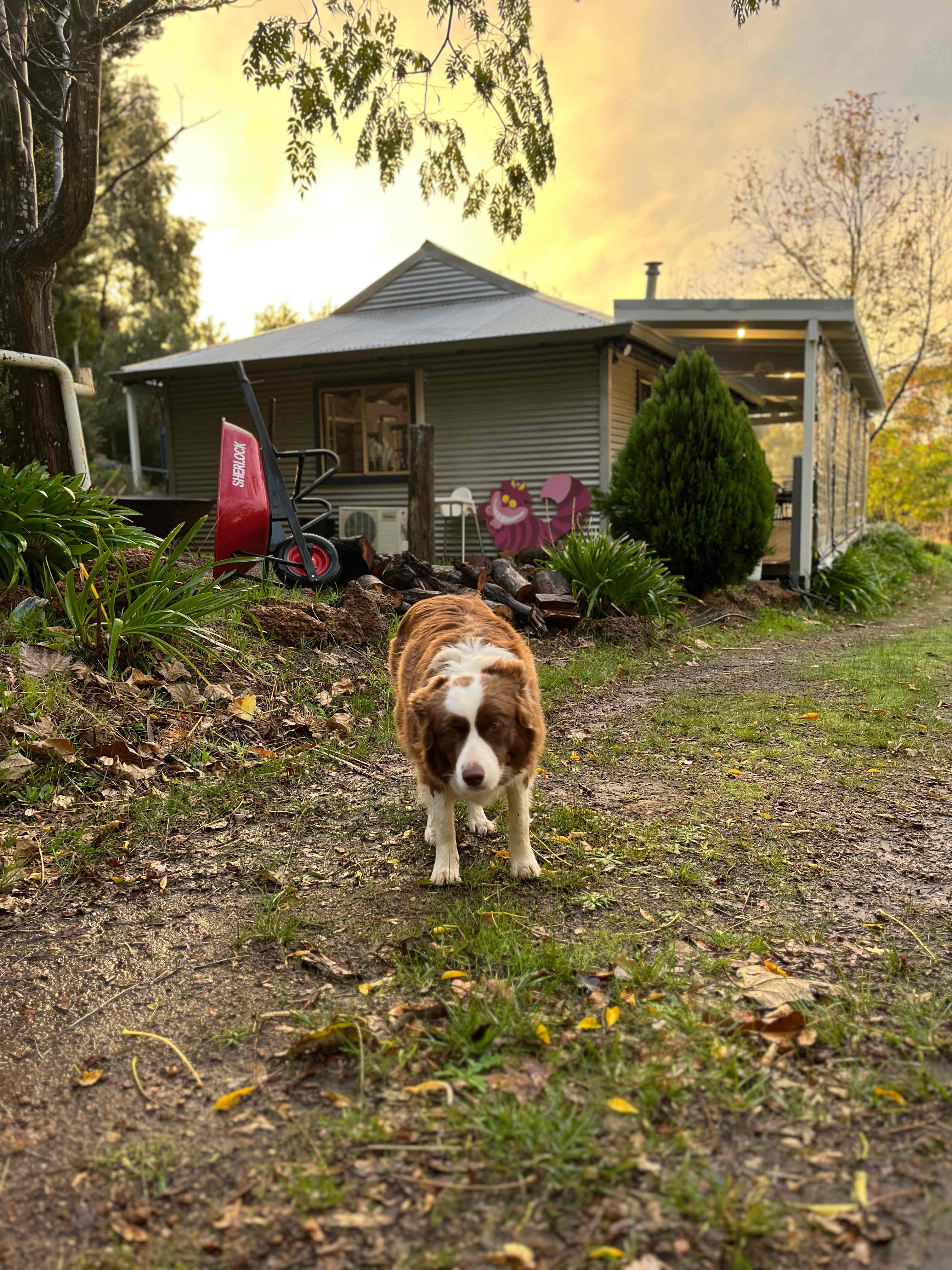 Dottie