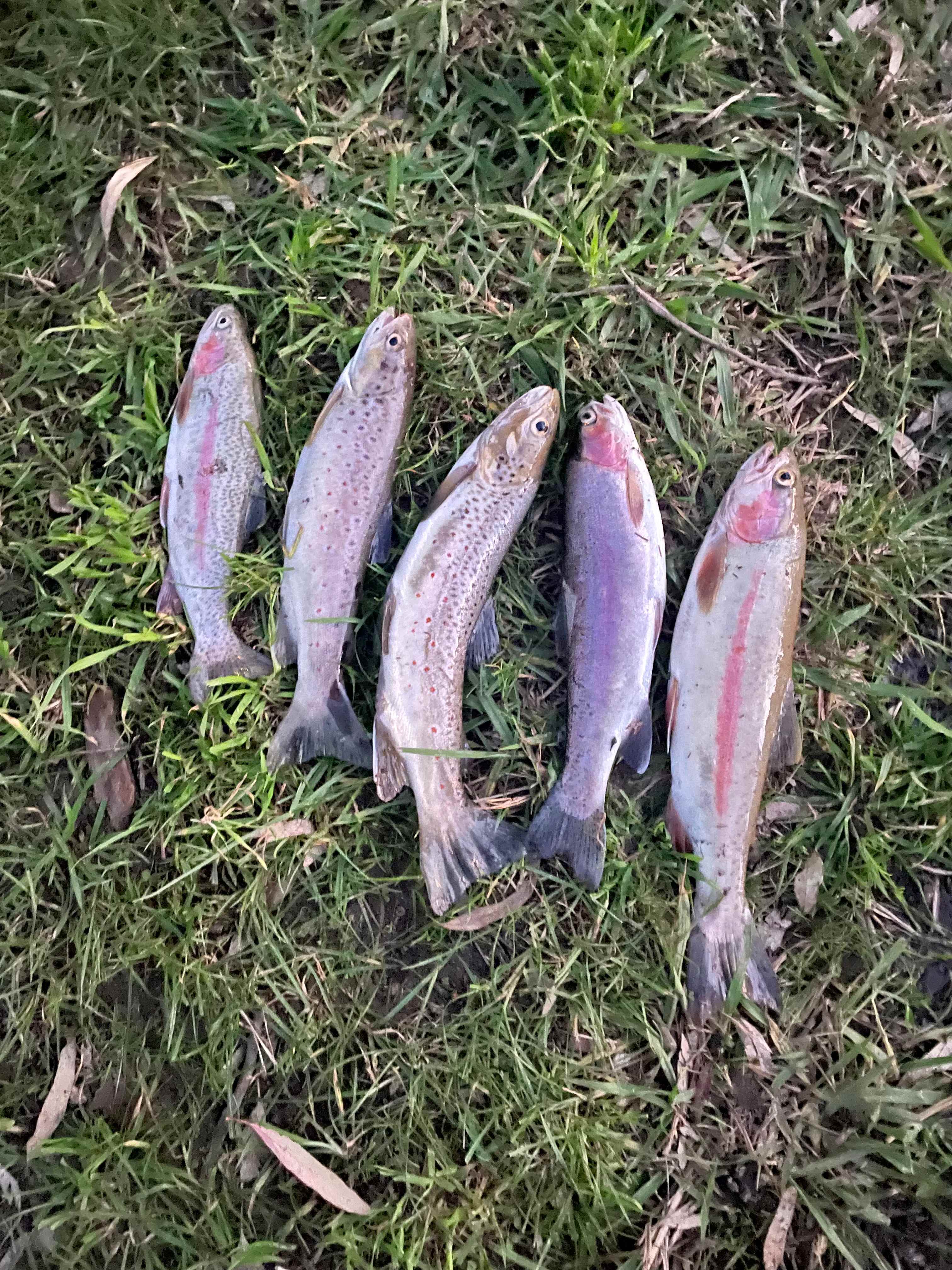 Bahwidgee on Tumut River