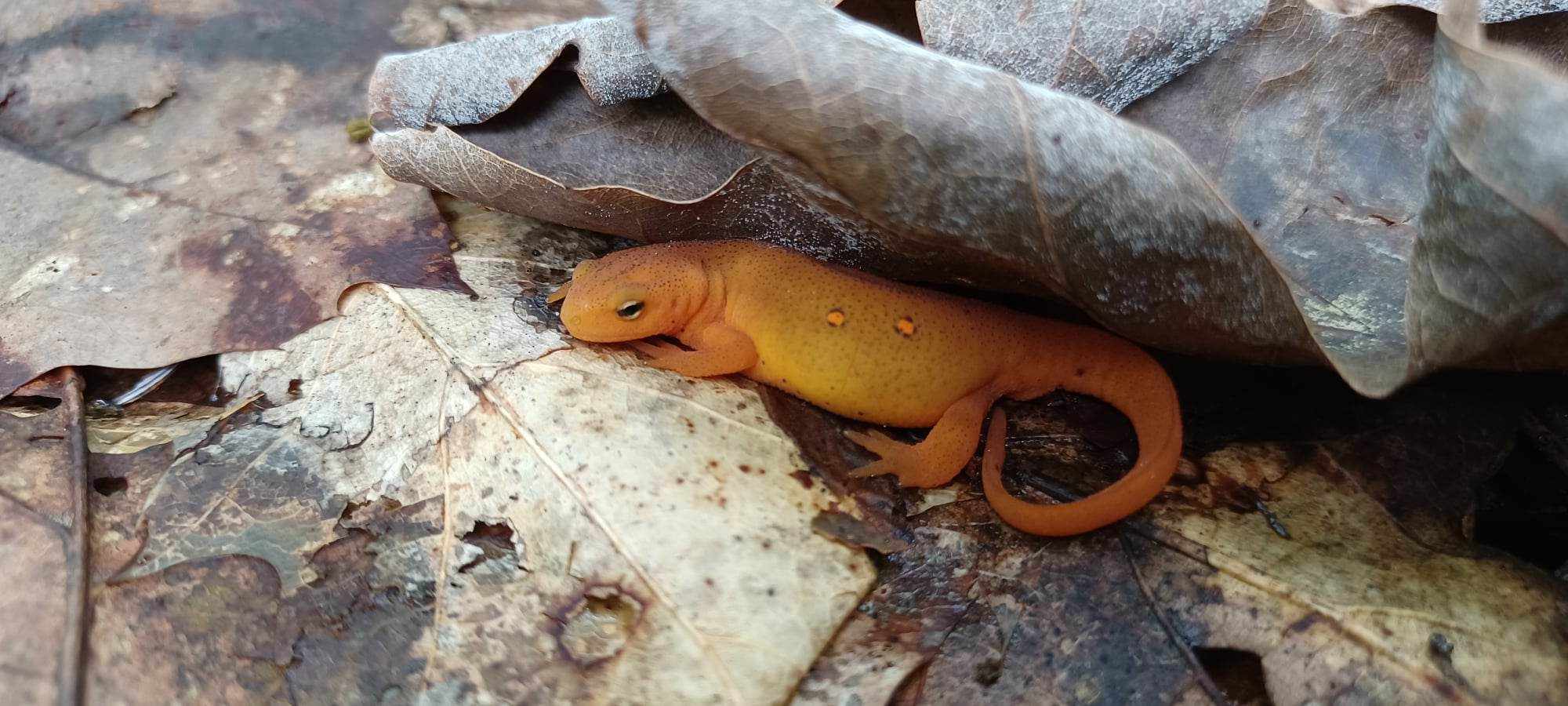You can find this cuties when you hike, they run very fast, have your camera ready!