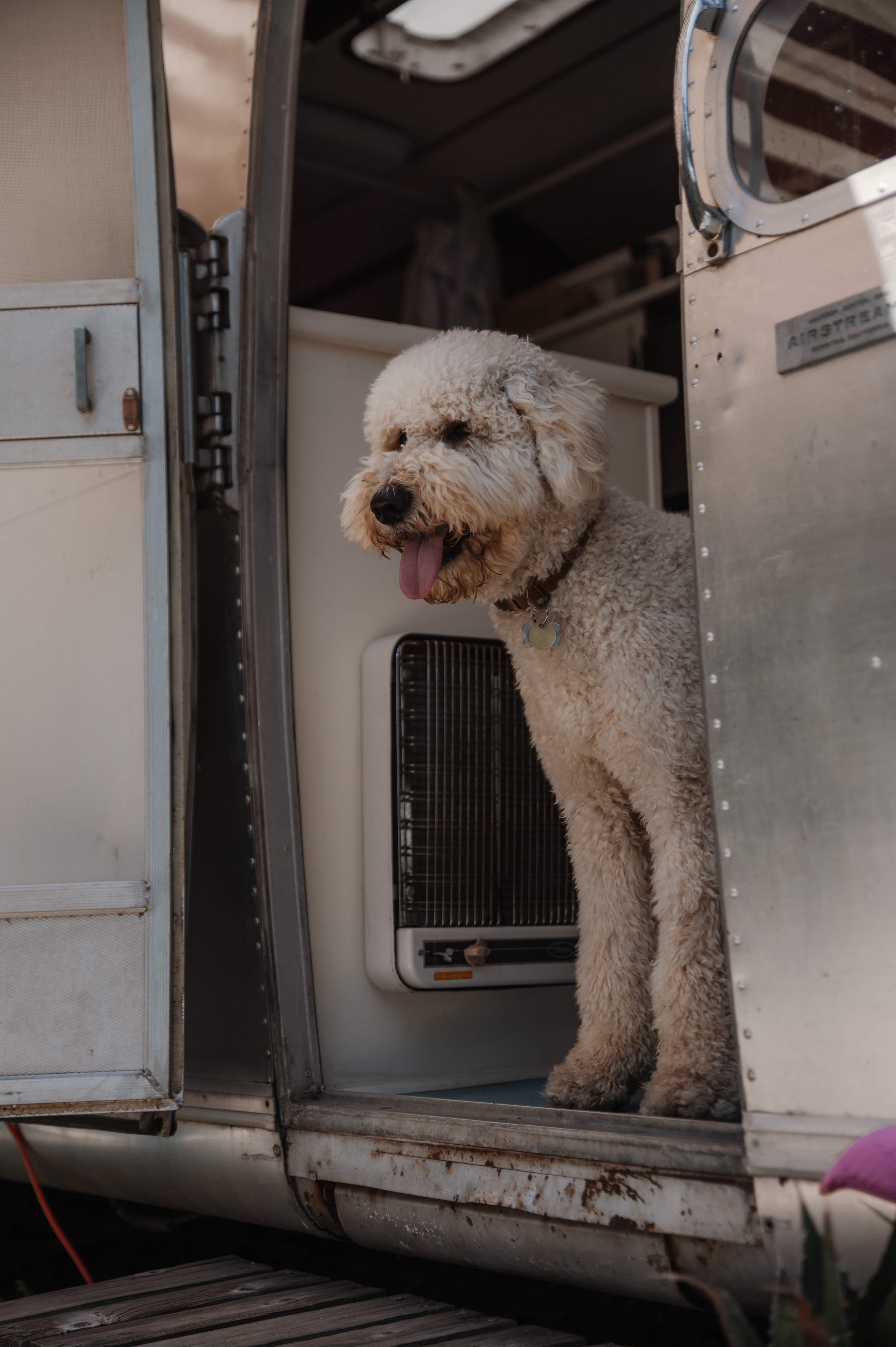 Pup loves the Airstream