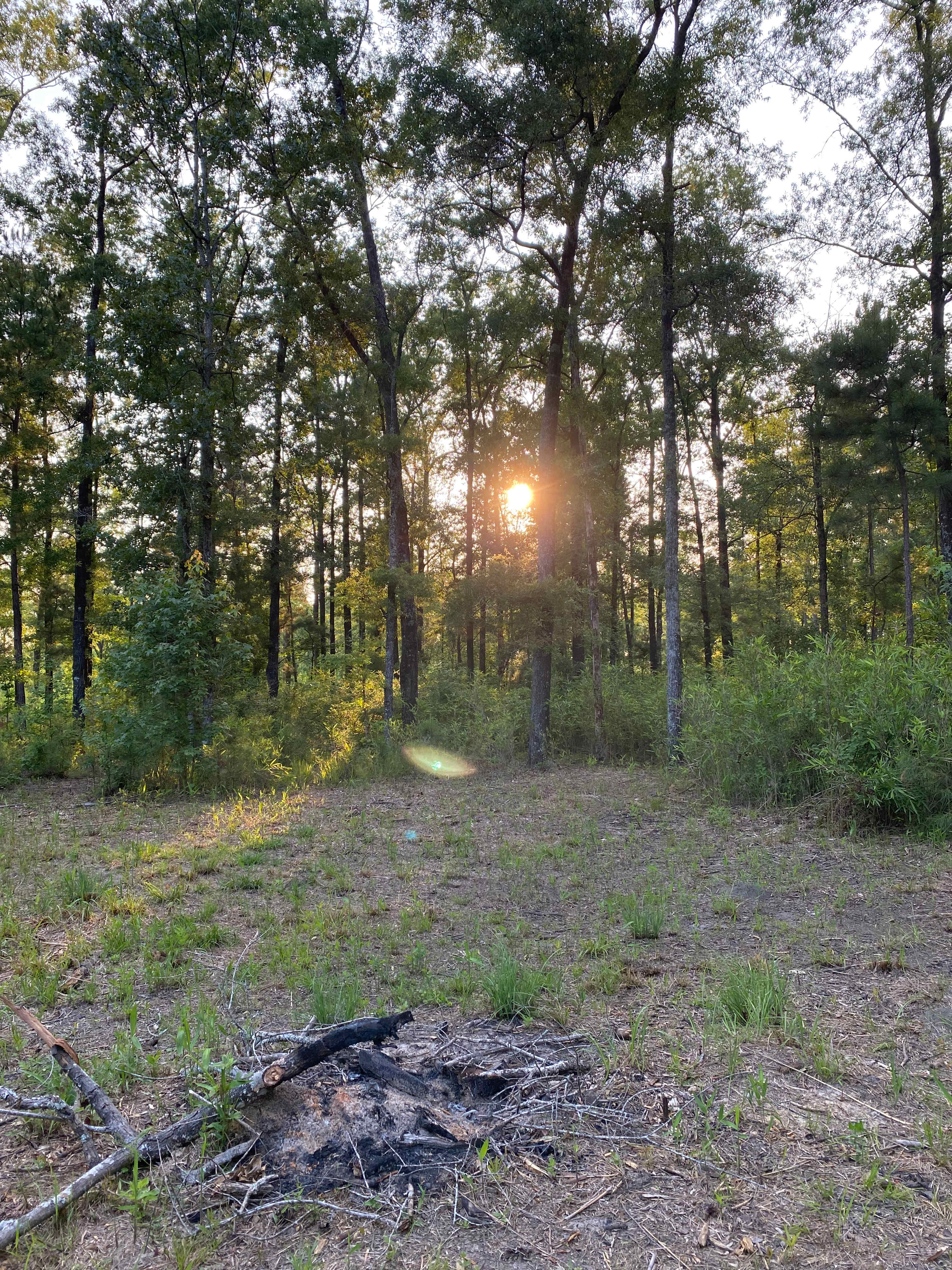 Woodland Escape