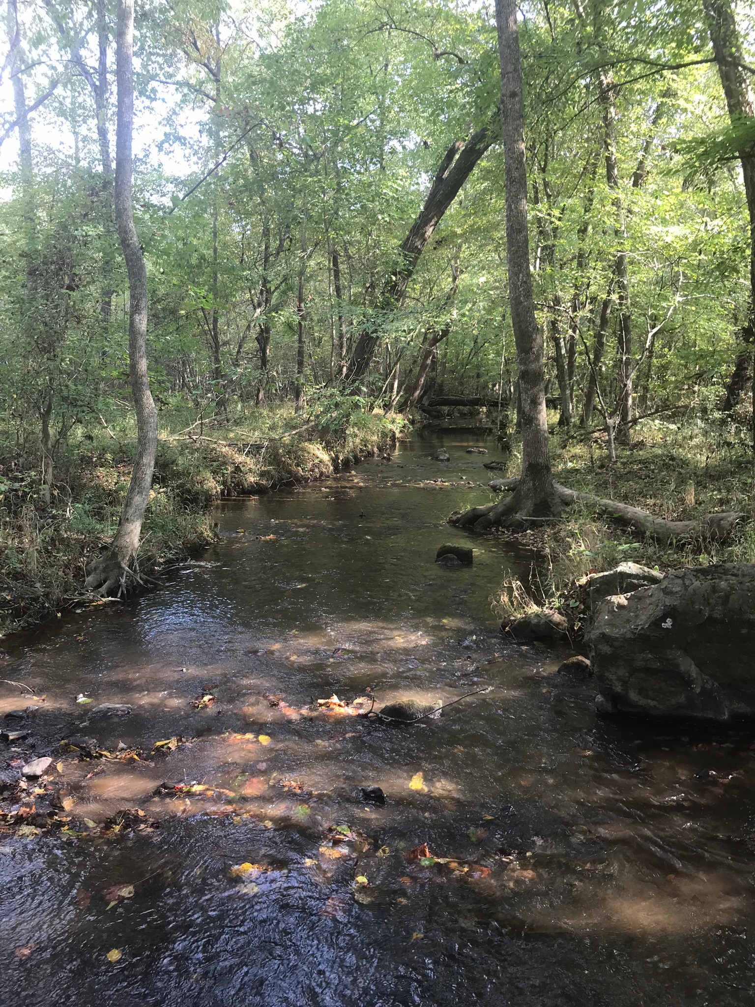 Gentle flowing creek directly behind the pond at the campsite
