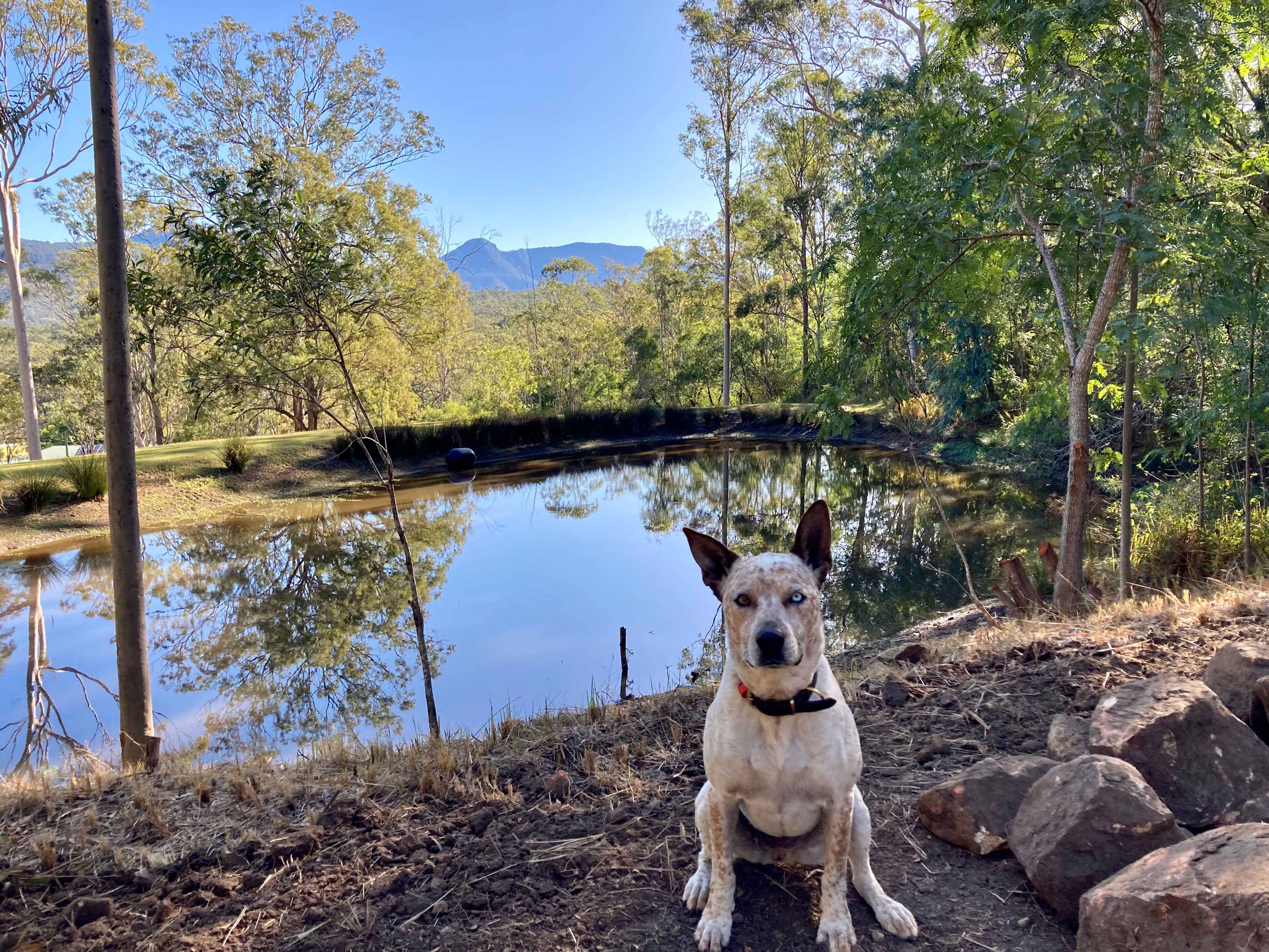Dragonfly Dam