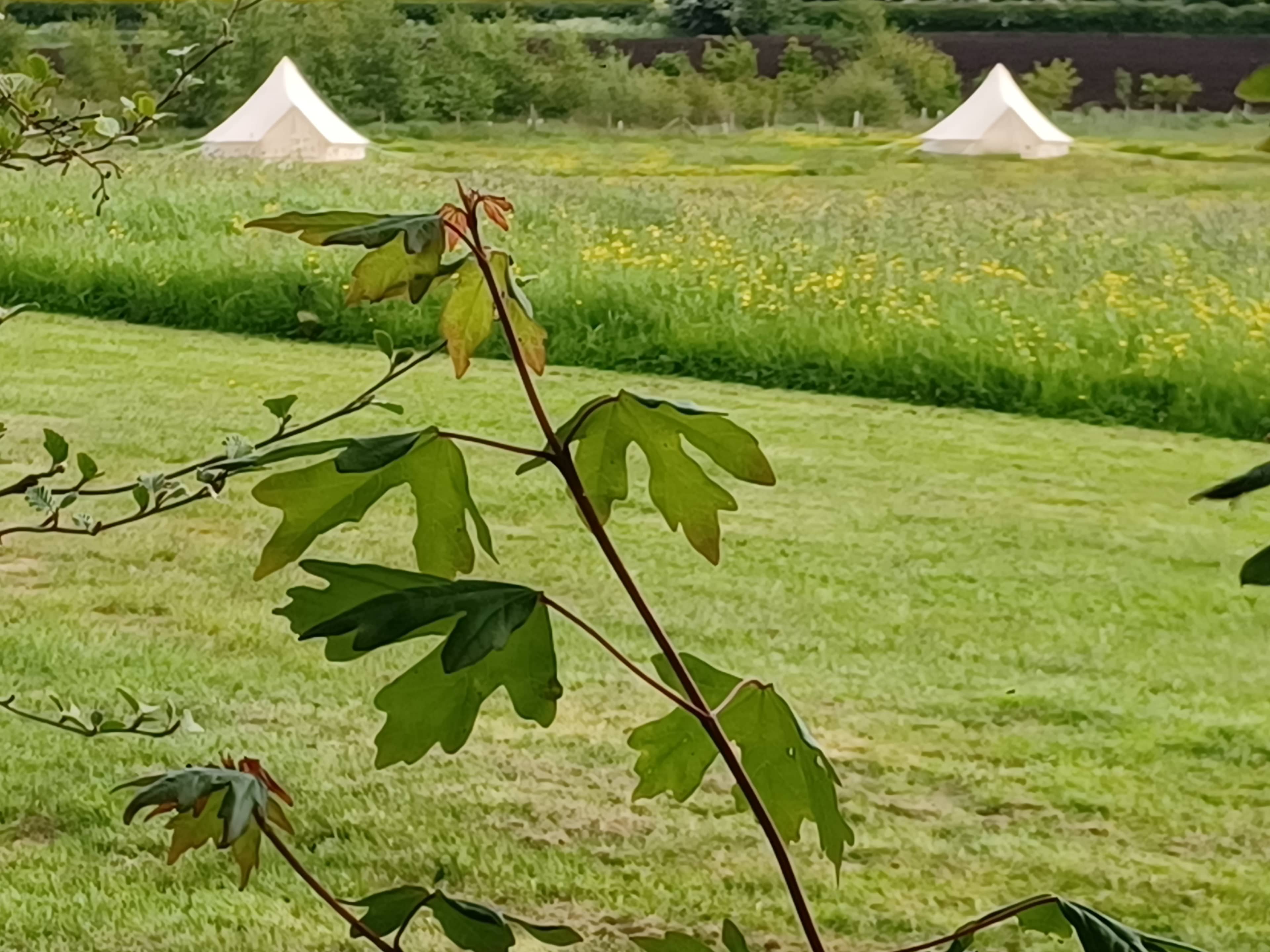Moss Rose Campsite