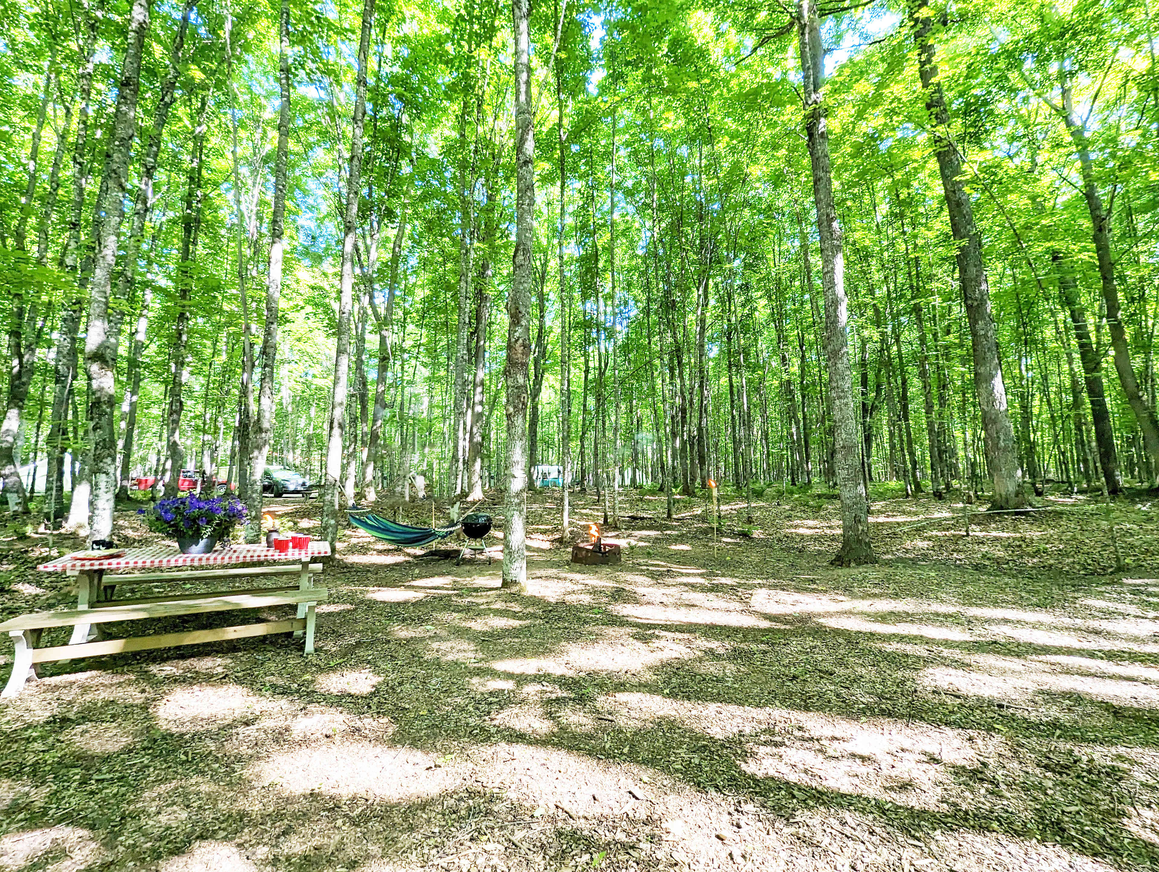 Picture of the site