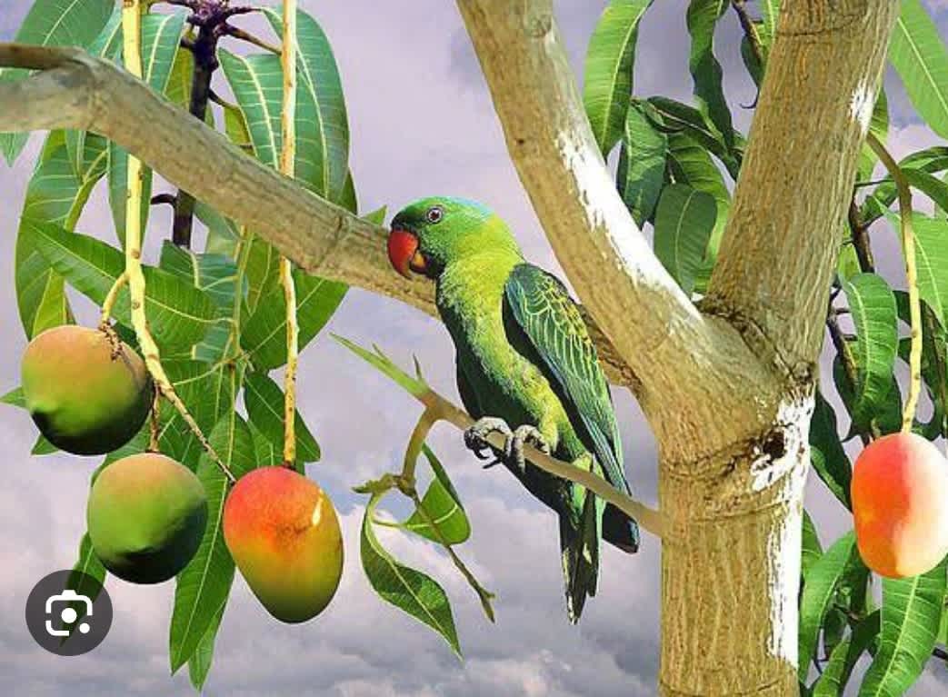 Under the Mangoes 🥭