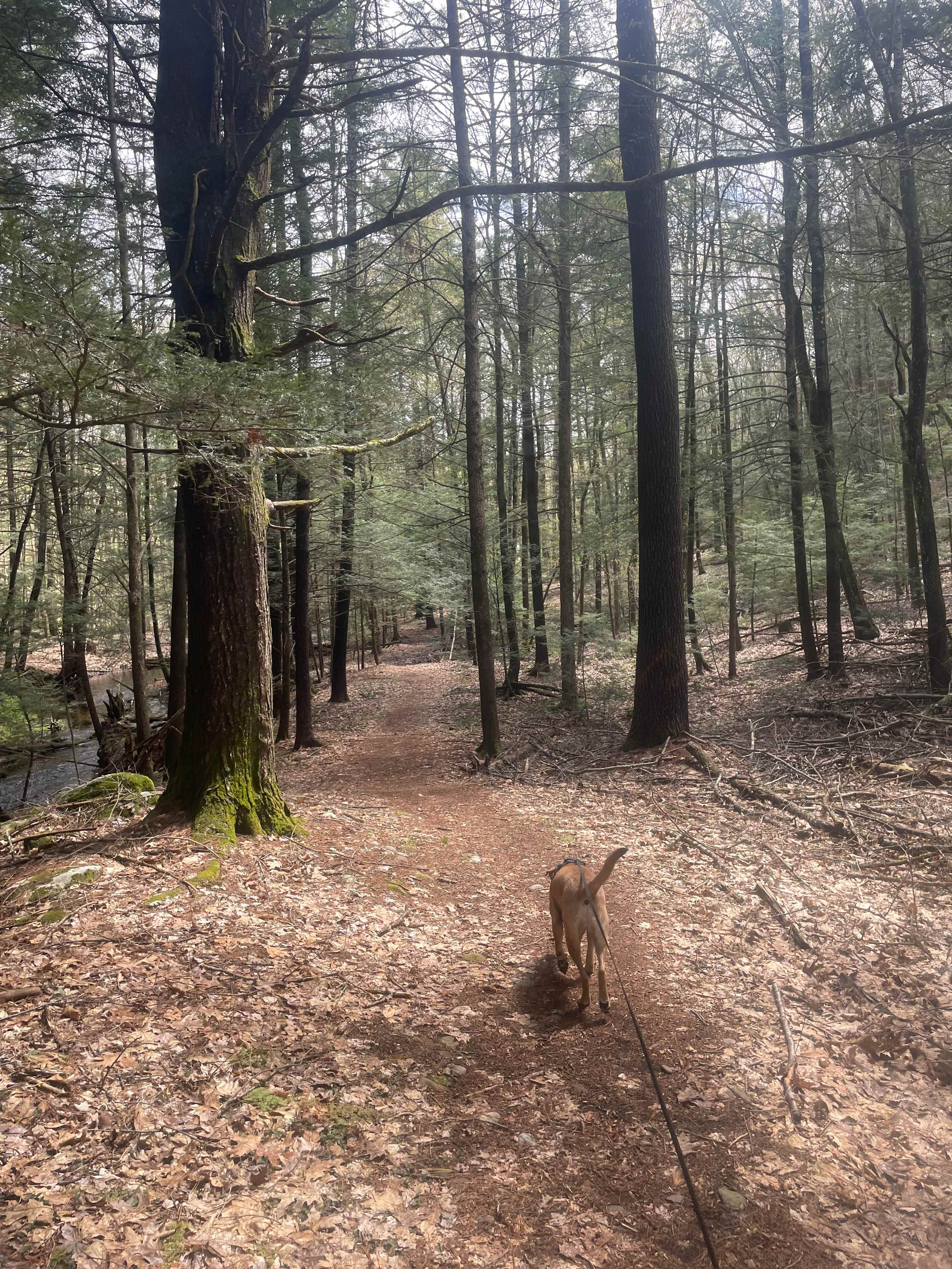 Streamside Camping in Leverett!
