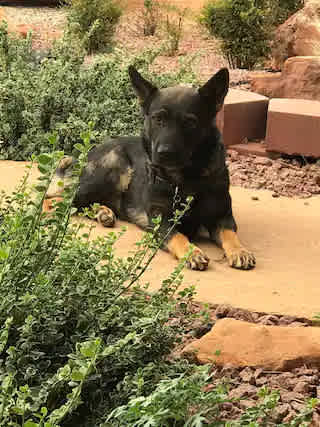 LV Bar Ranch Cabin #4 Pet Friendly