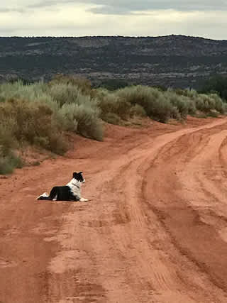 LV Bar Ranch Cabin #4 Pet Friendly
