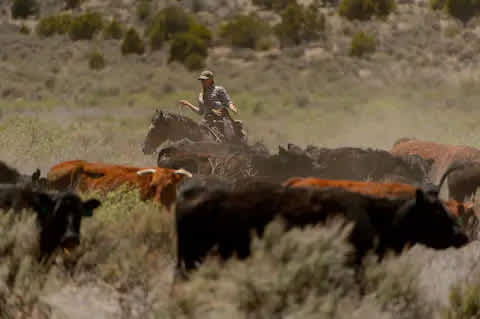LV Bar- Finicum Ranch