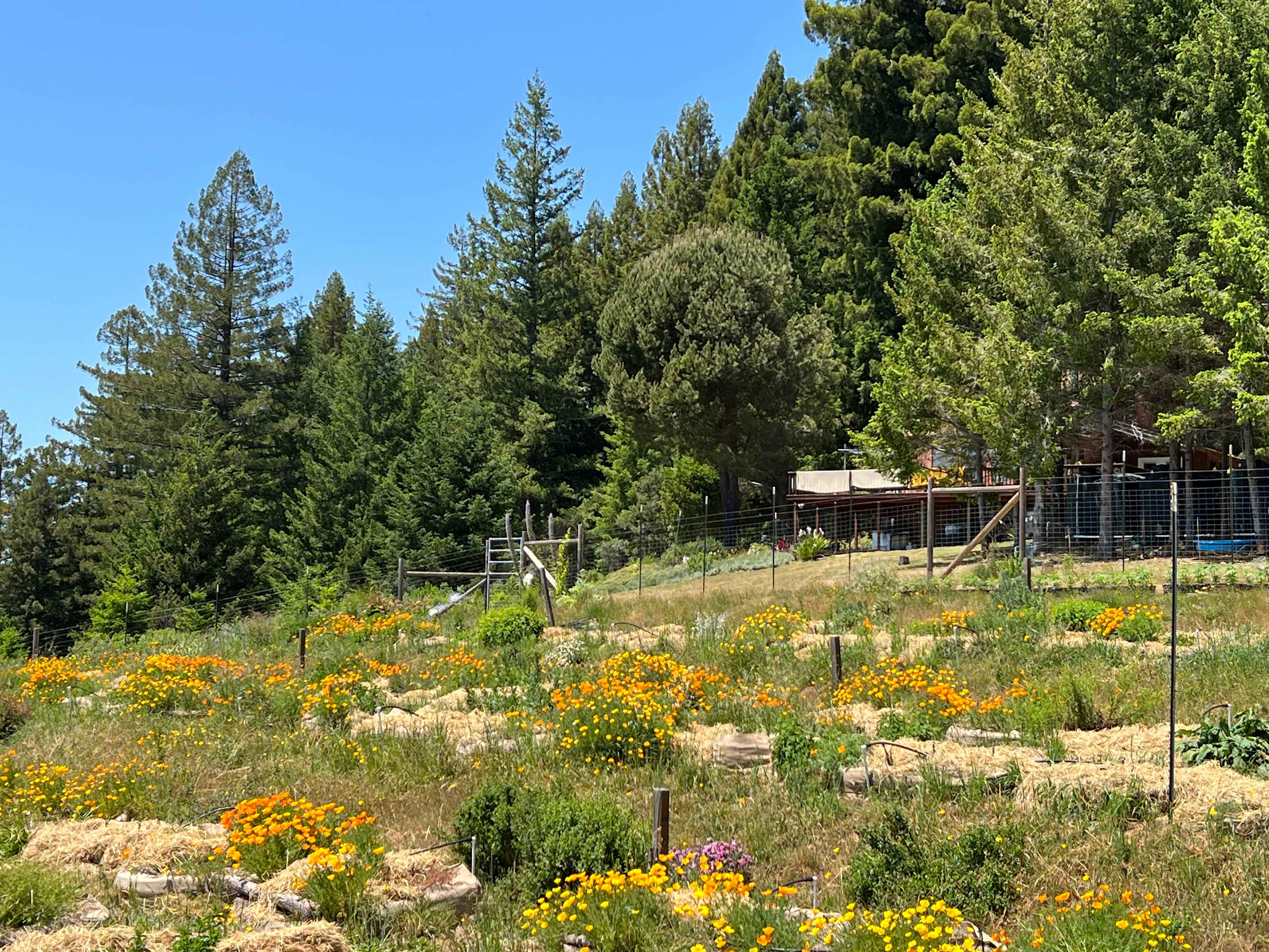 Open Gate Homestead