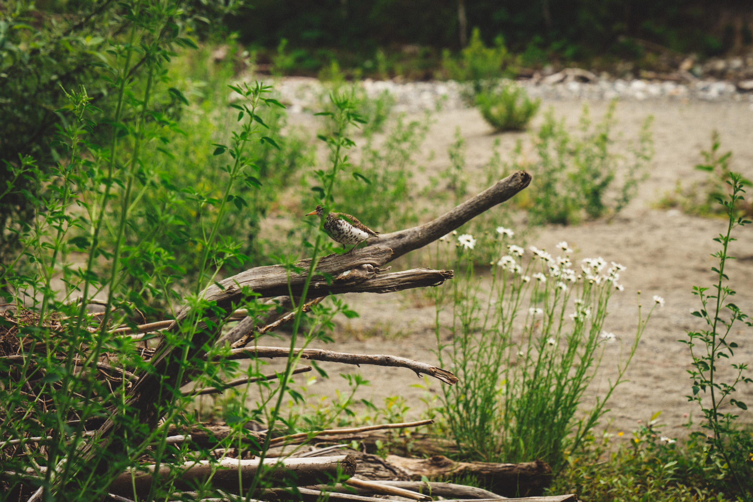 Living Large on Chilliwack River