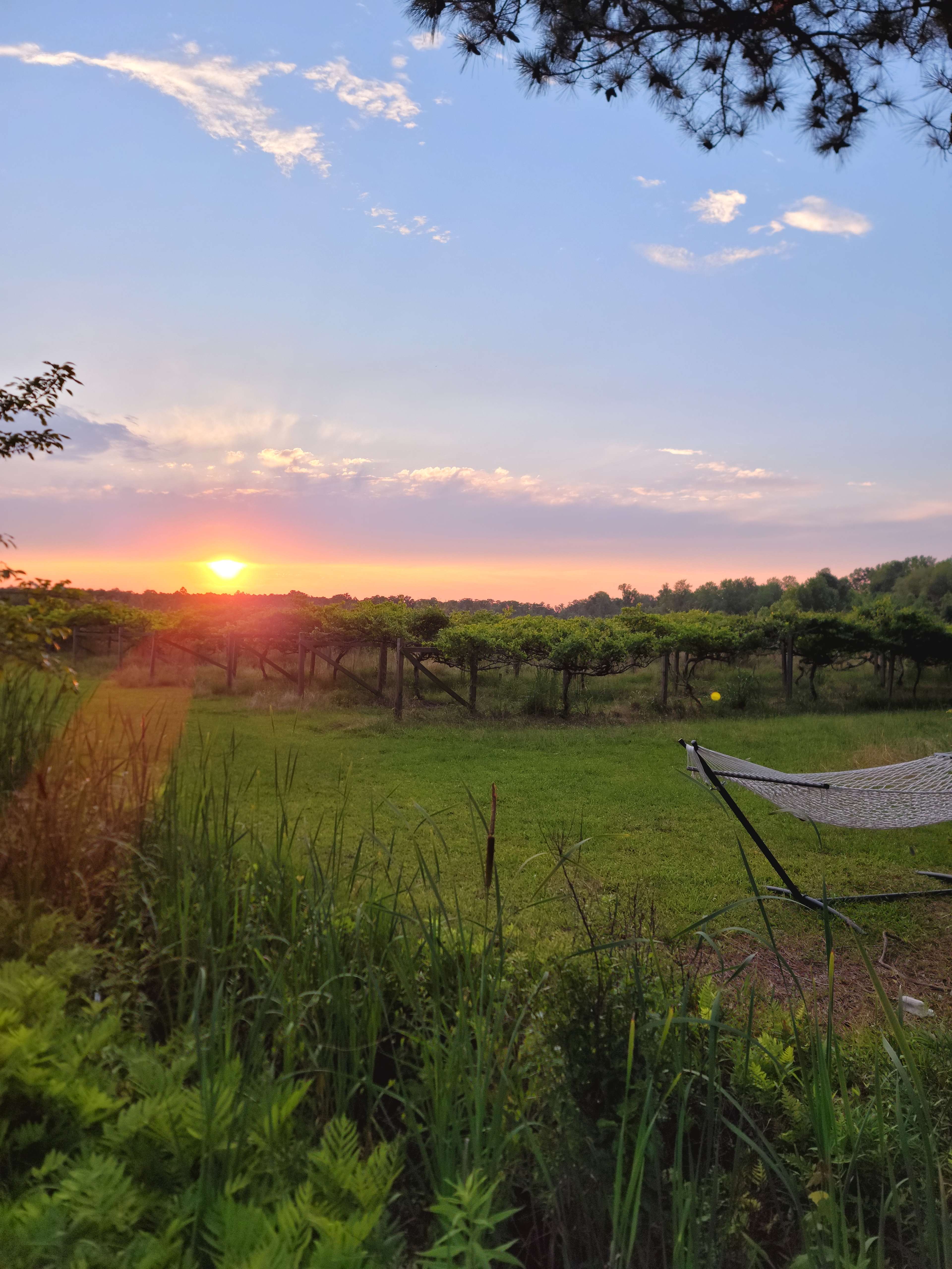 Phoenix Farms Vineyard
