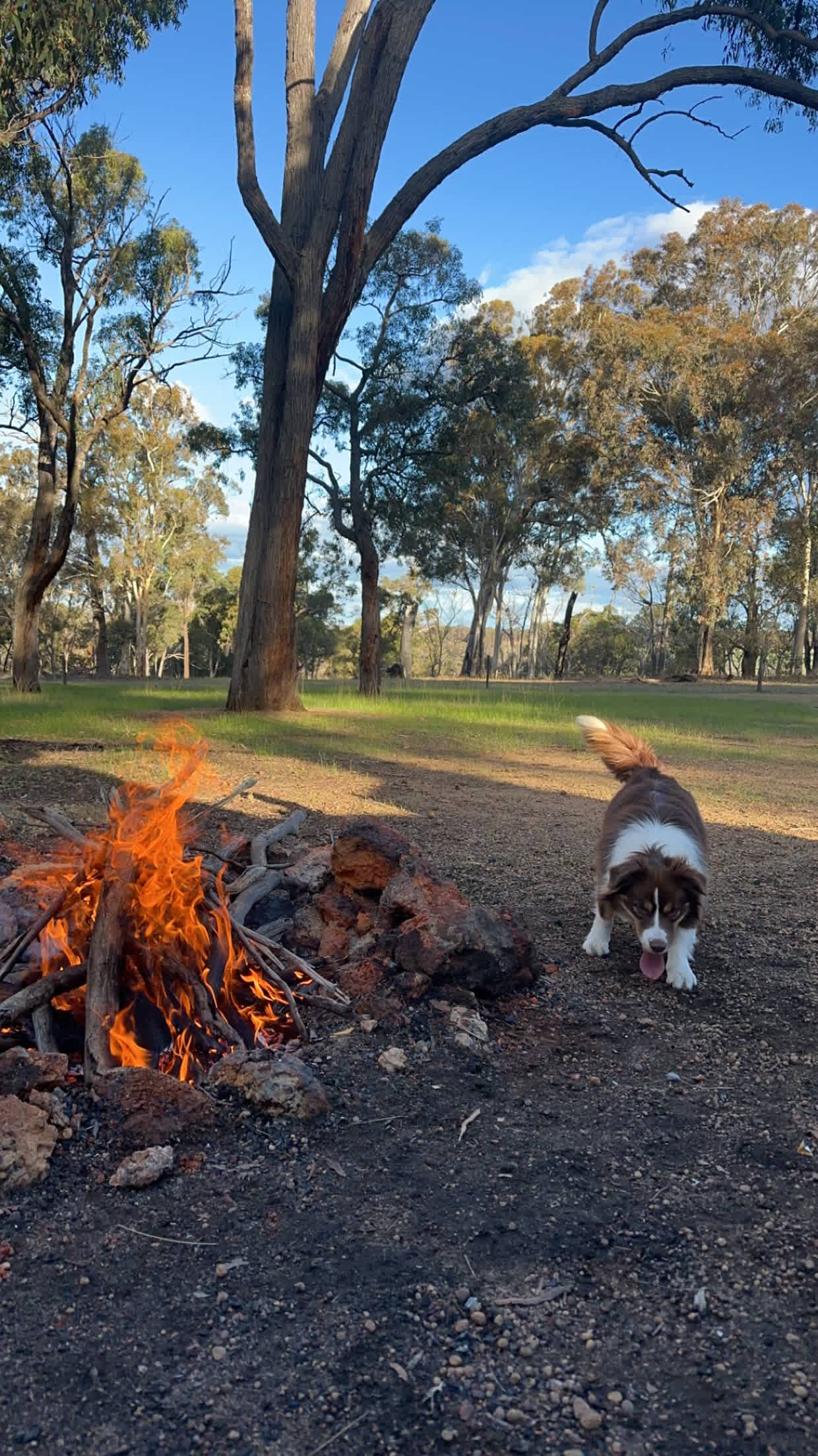 Pinegrove Camping
