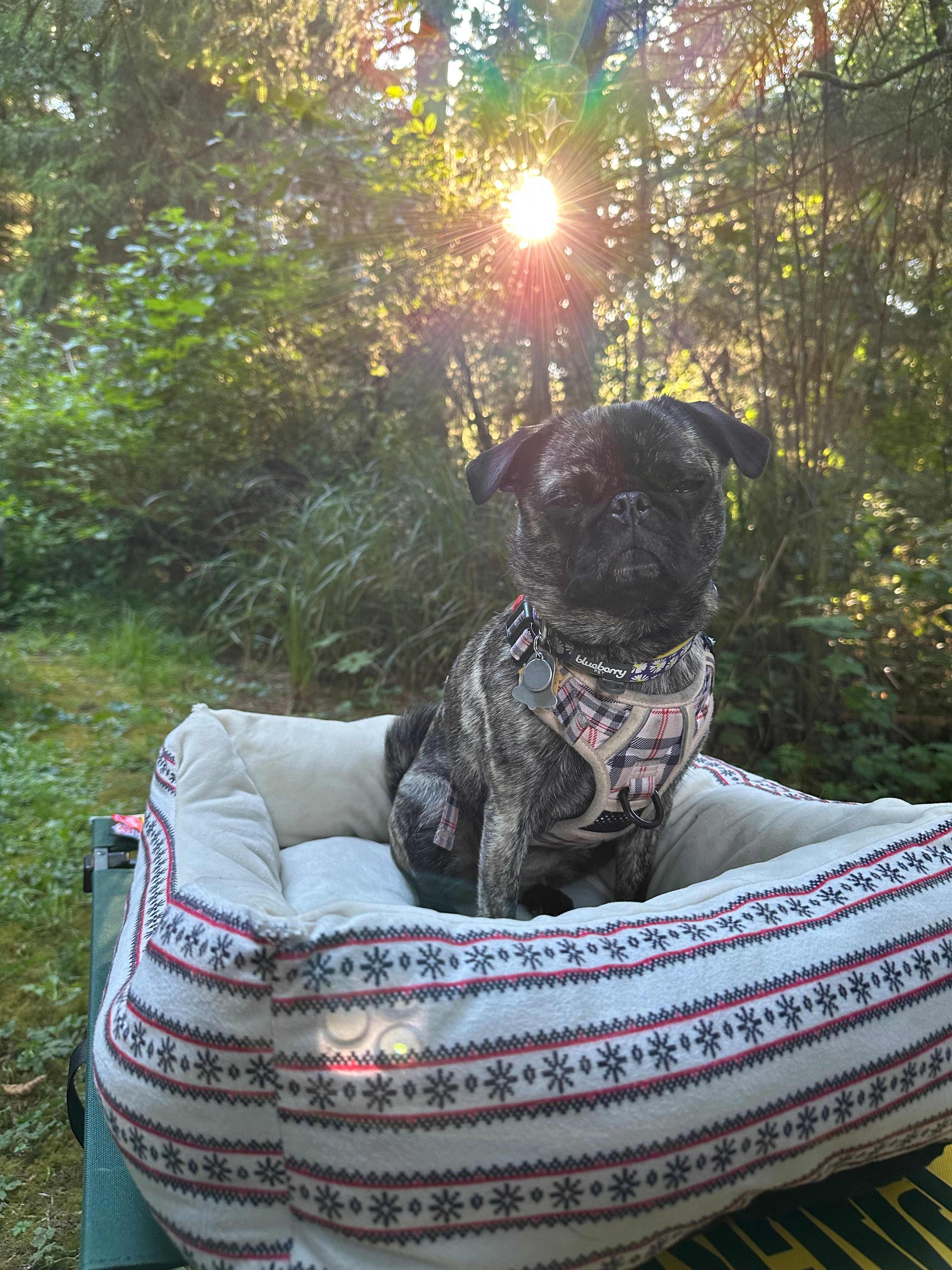 Mystic Forest Campground