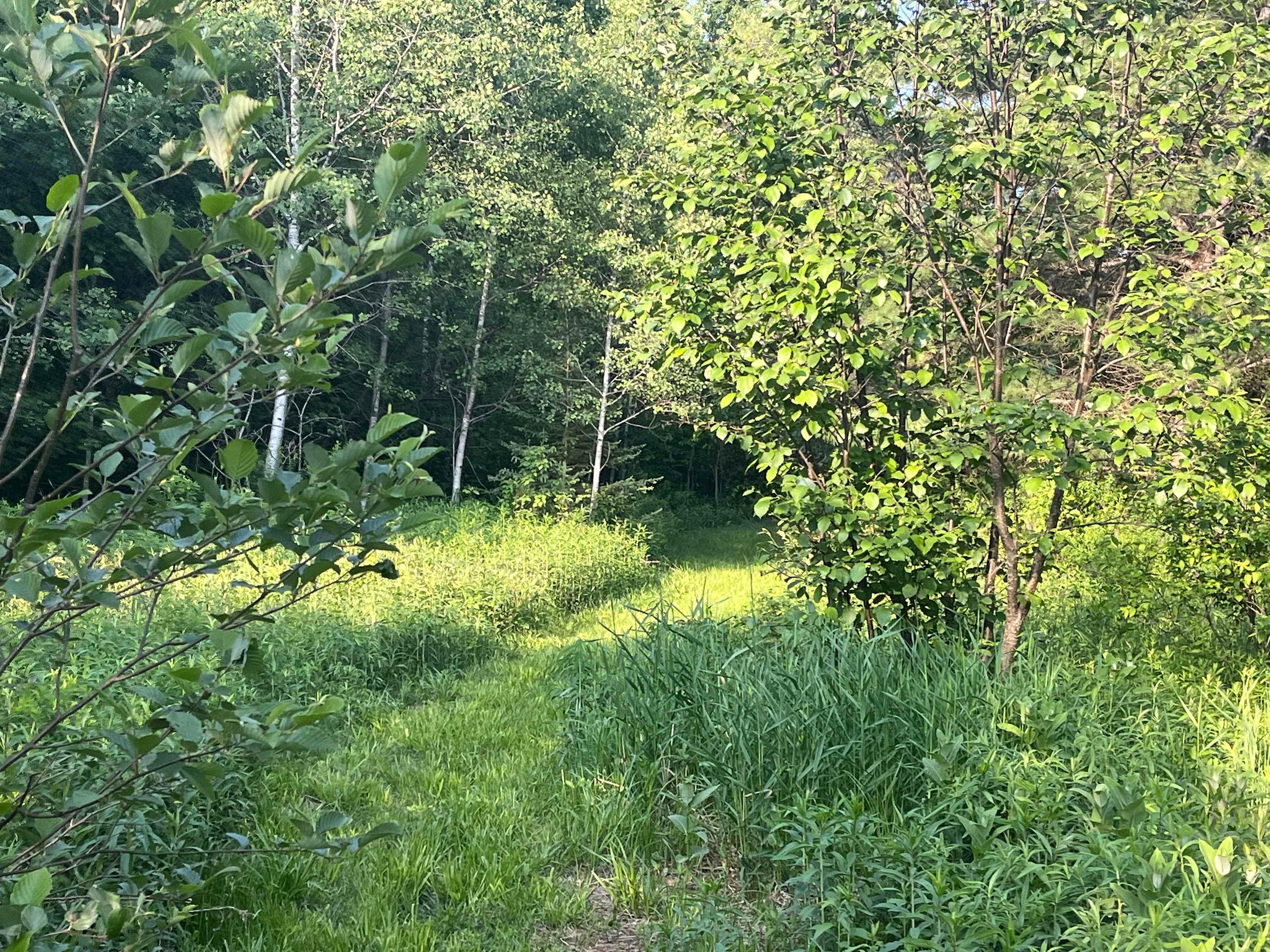 Huckleberry camp