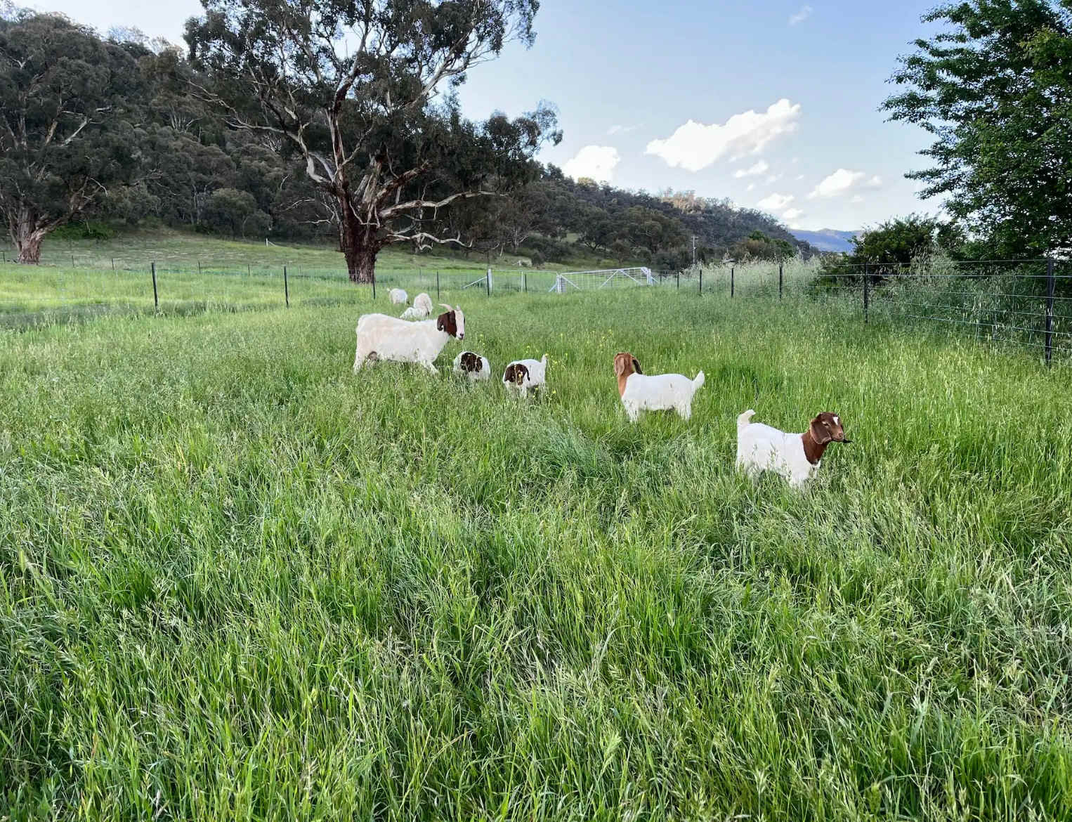 Snowy River Farm 