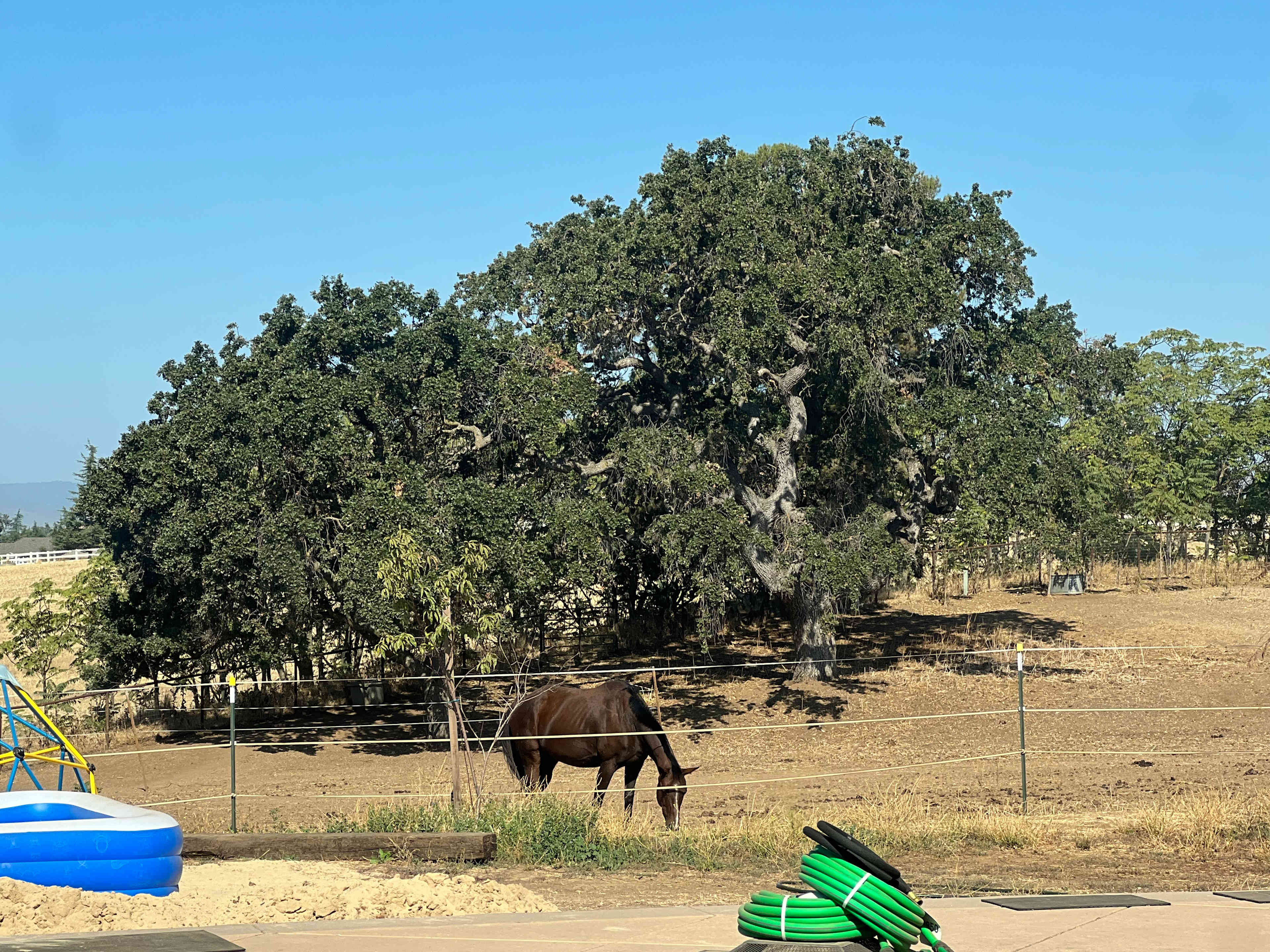 our oaks towards west side of property