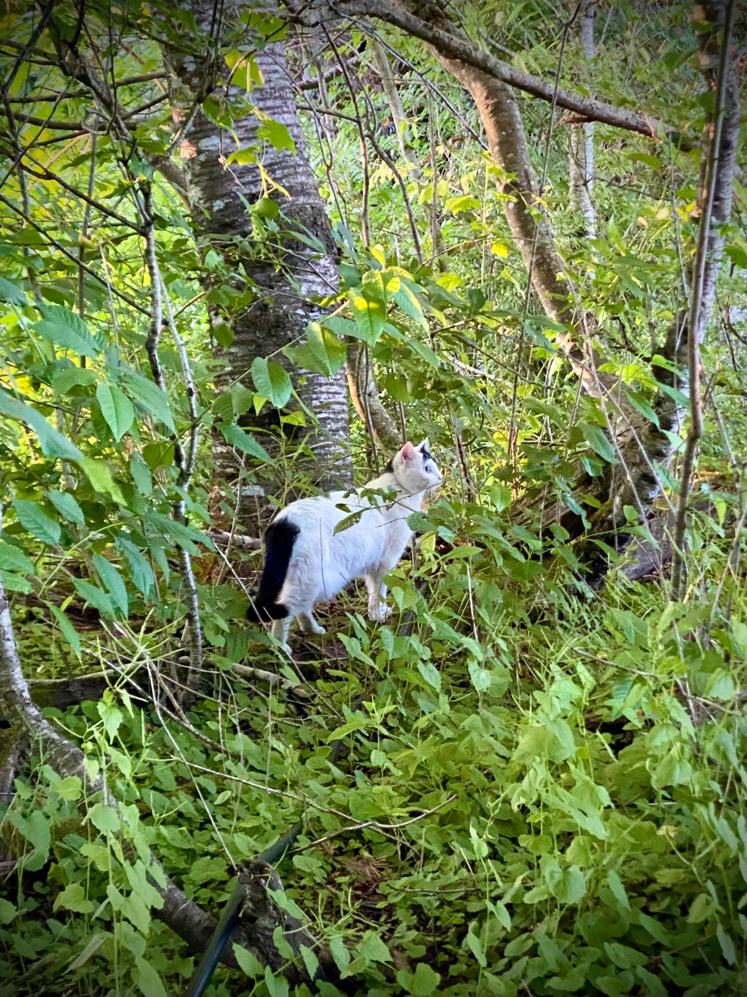 I’m a cat person. This kitty hung out in the yard, but seemed spooked by my tent. Had the cutest tiny meow and let me scratch her head. 