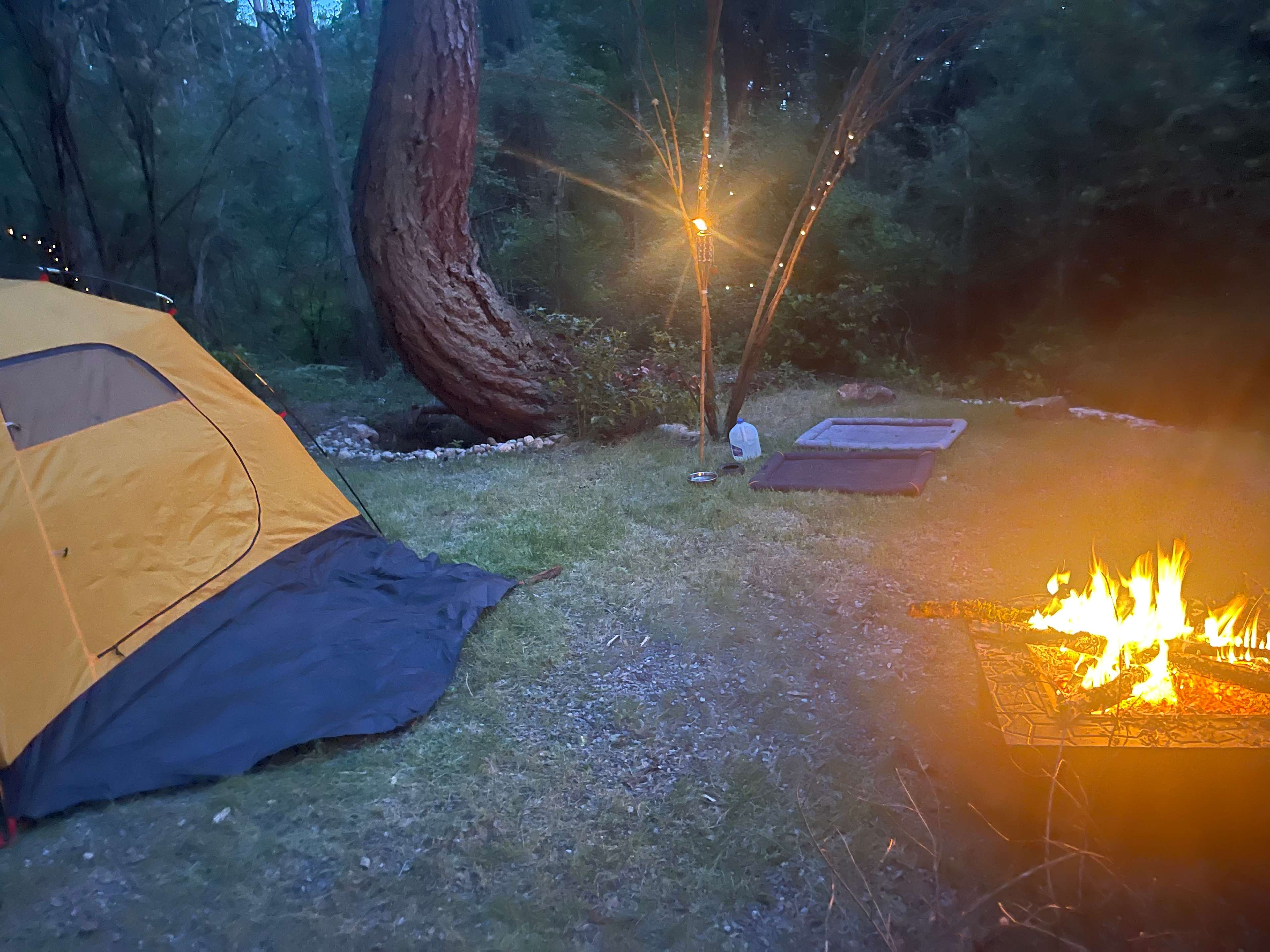 Ferns 'n' Frolicss Campground ⛺️