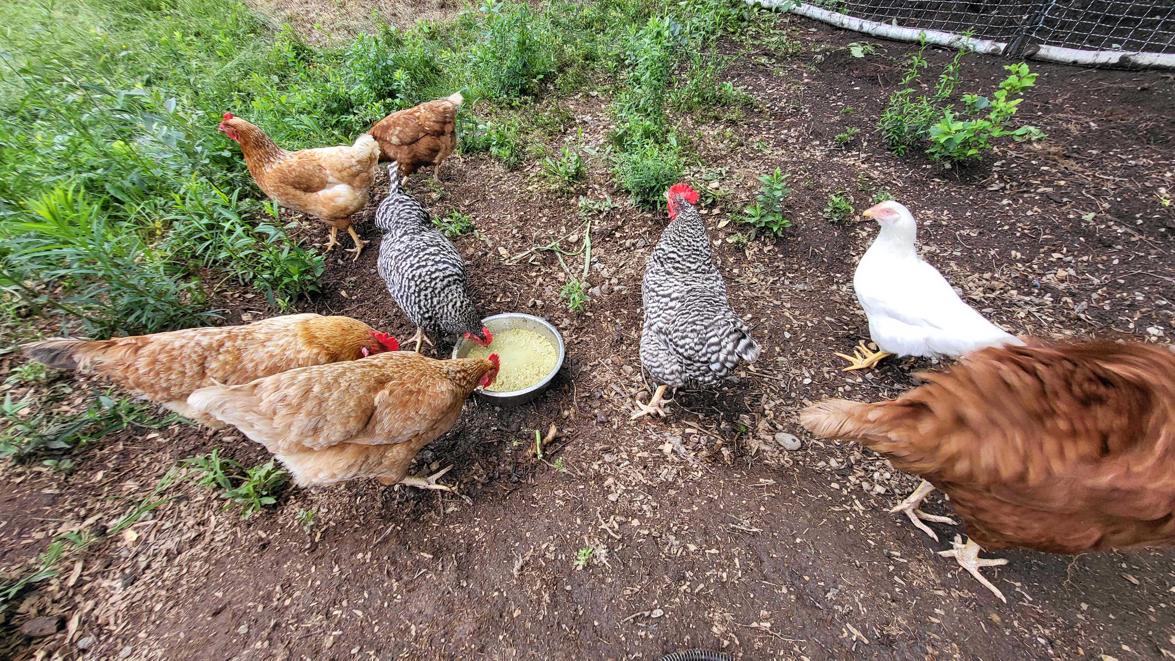 Woodlot Farm Camp'n