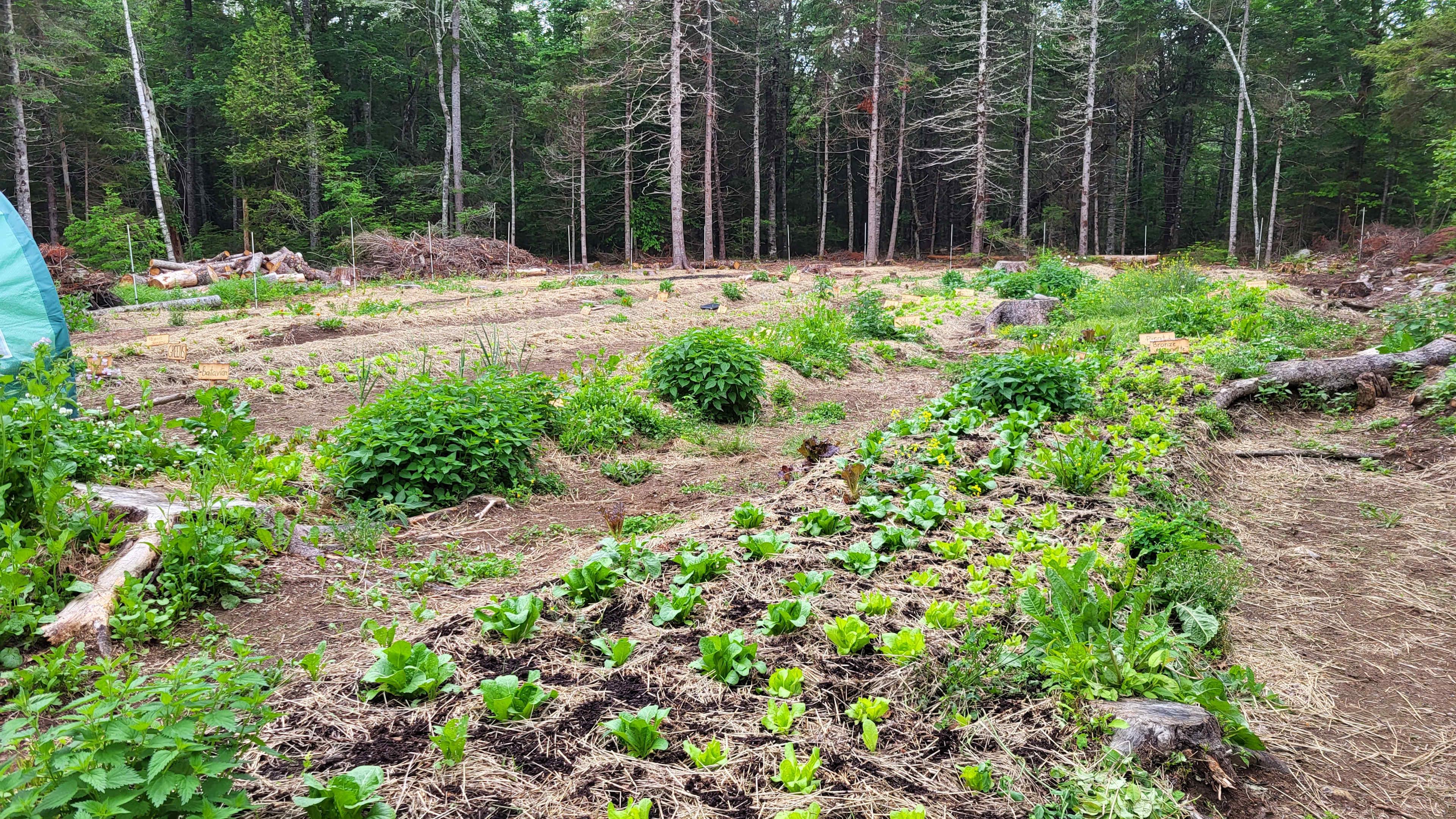 Woodlot Farm Camp'n
