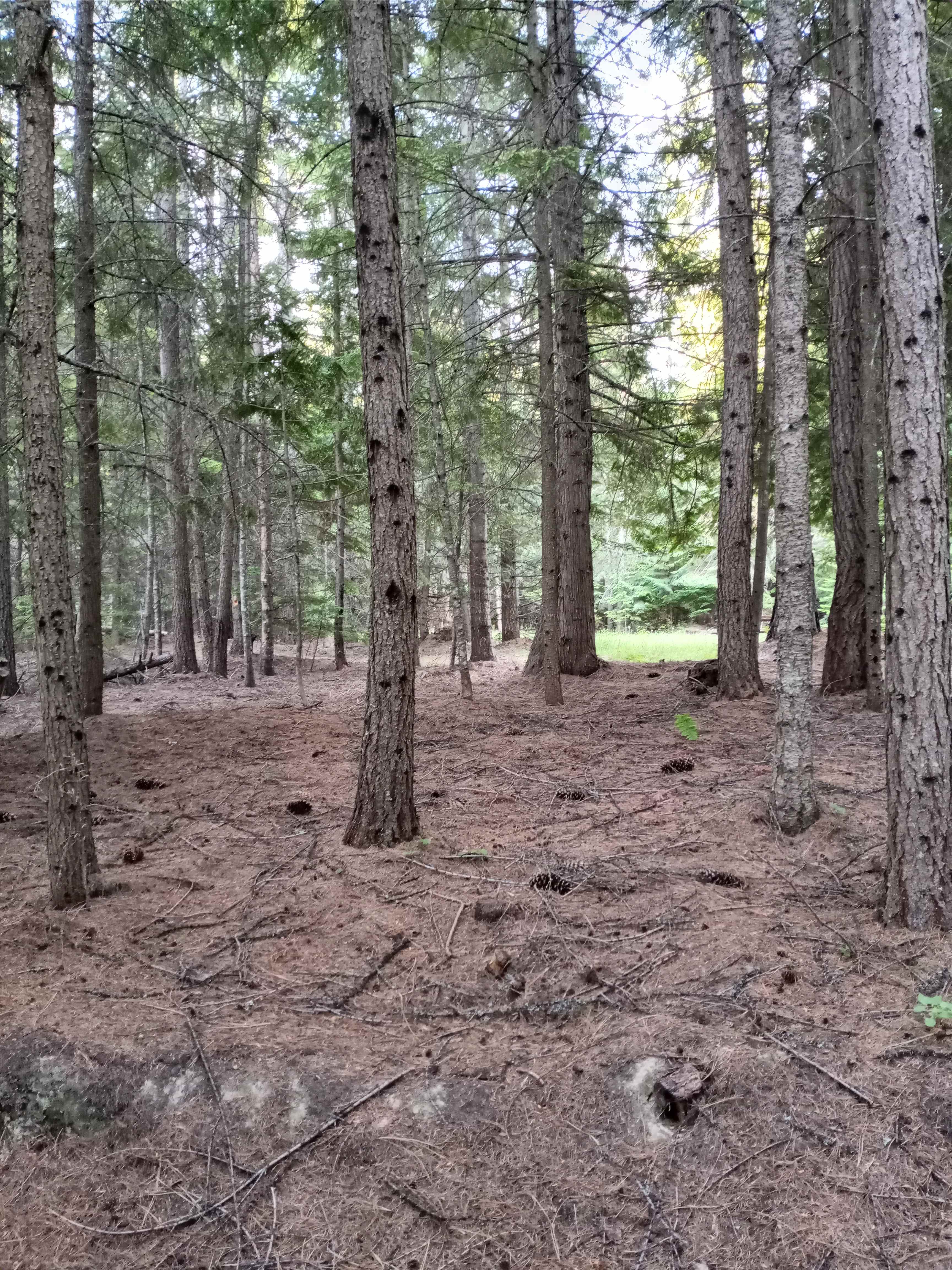 Into the Woods
