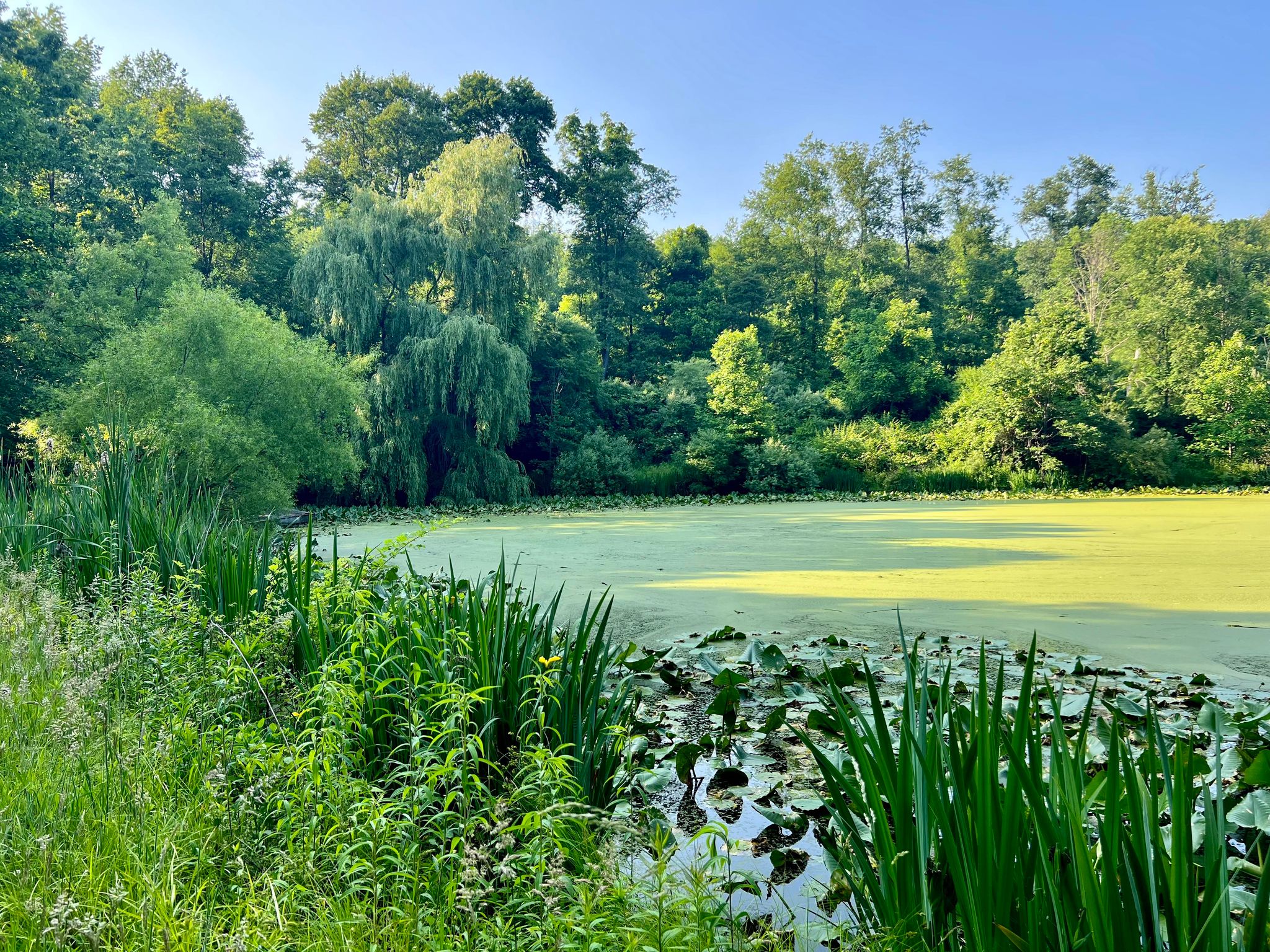 At the pond