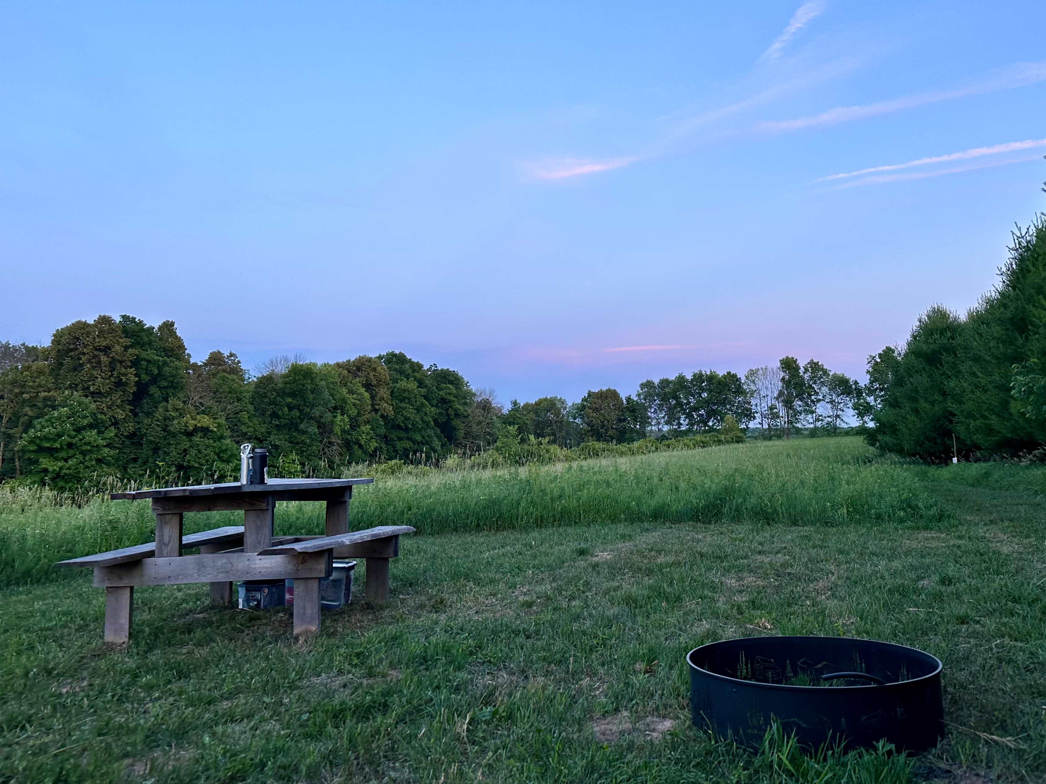 Baby pines campsite.