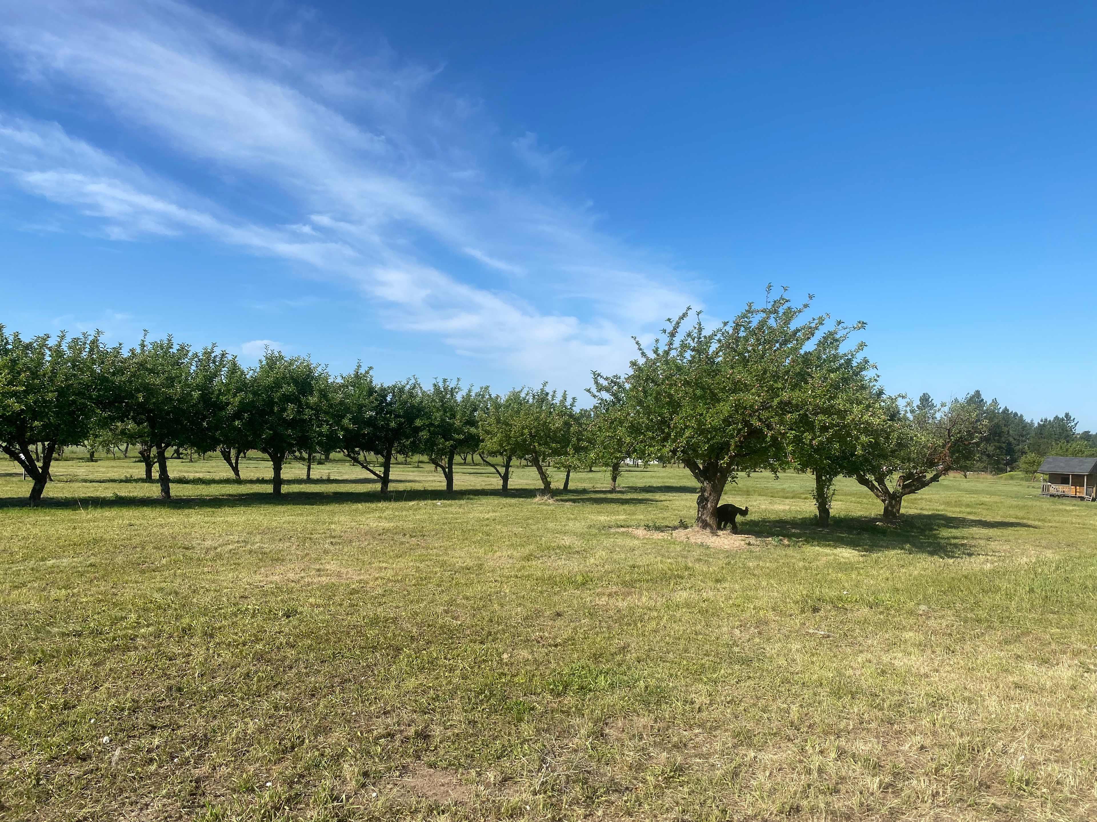 Nàdair Orchard