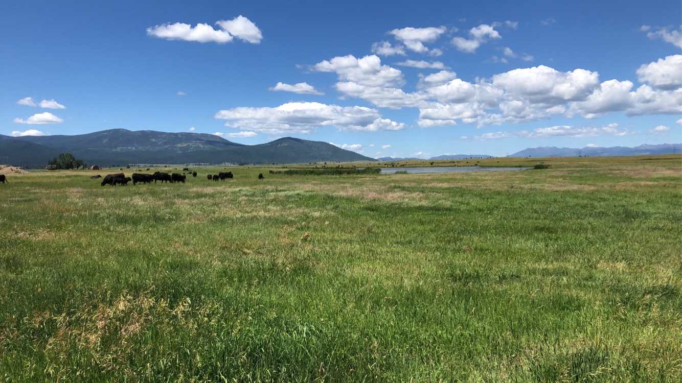 Campsite backs up to view of cow pasture