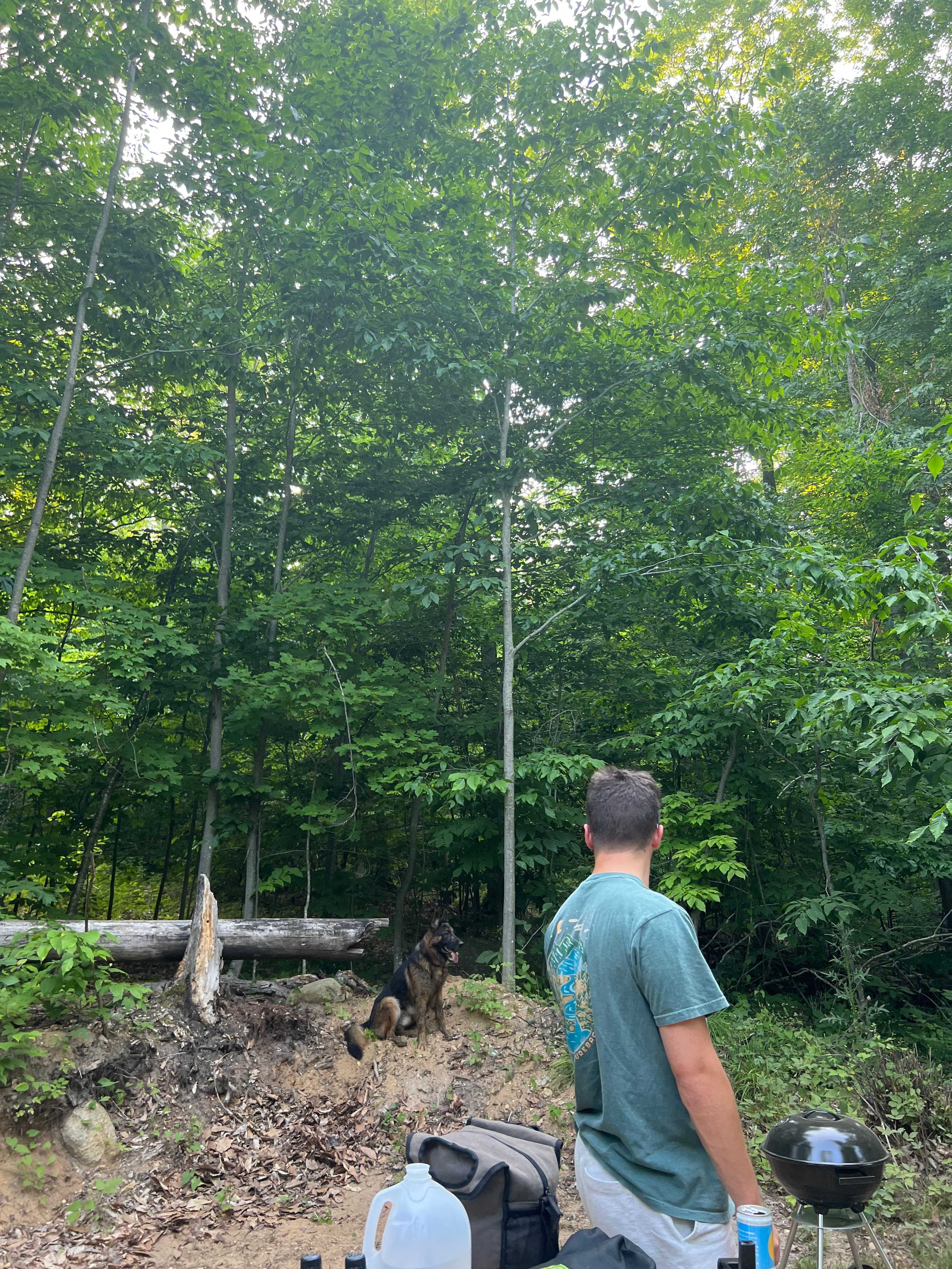 Picture of the site