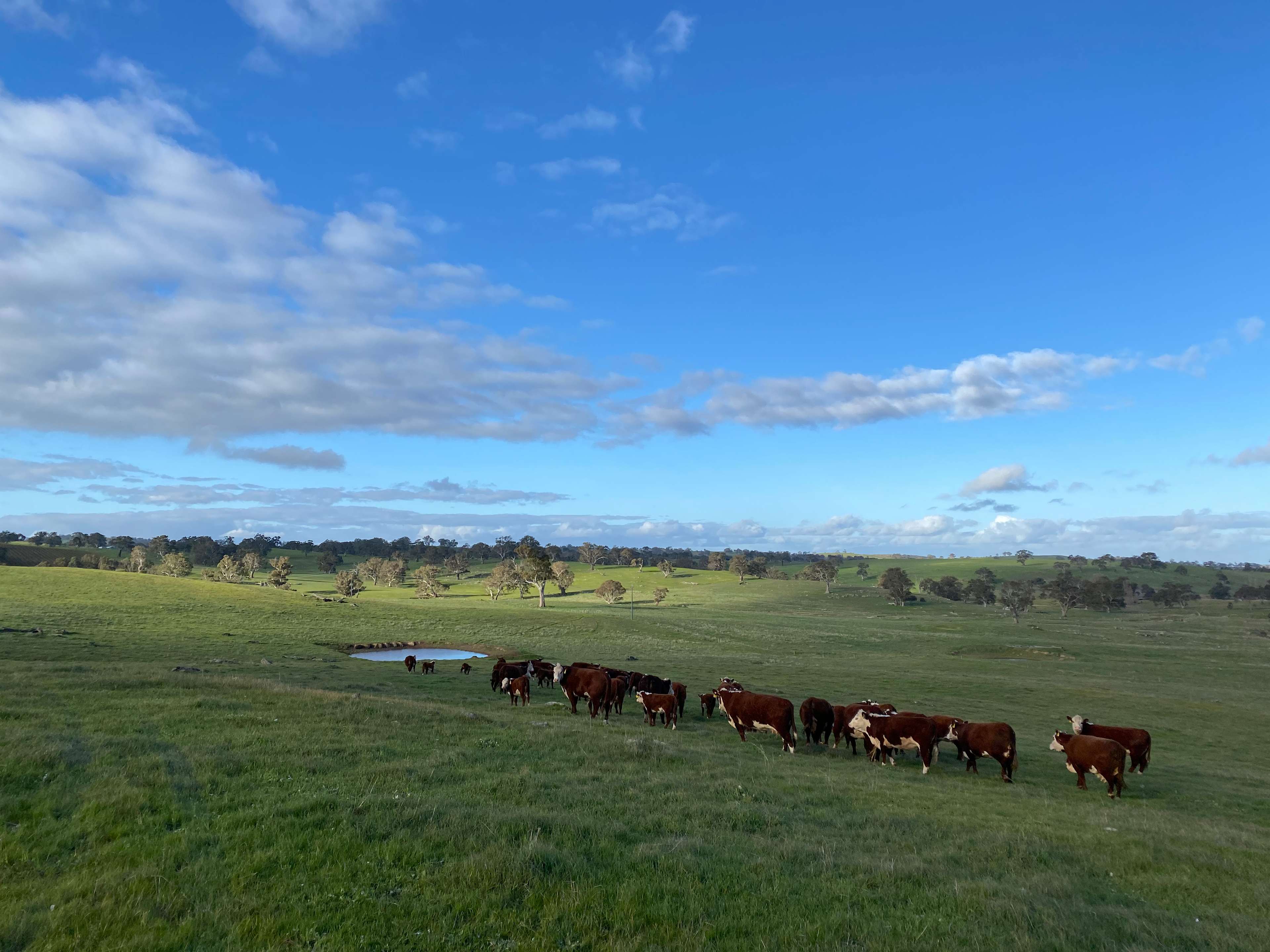 The Valley of Eden - Barossa