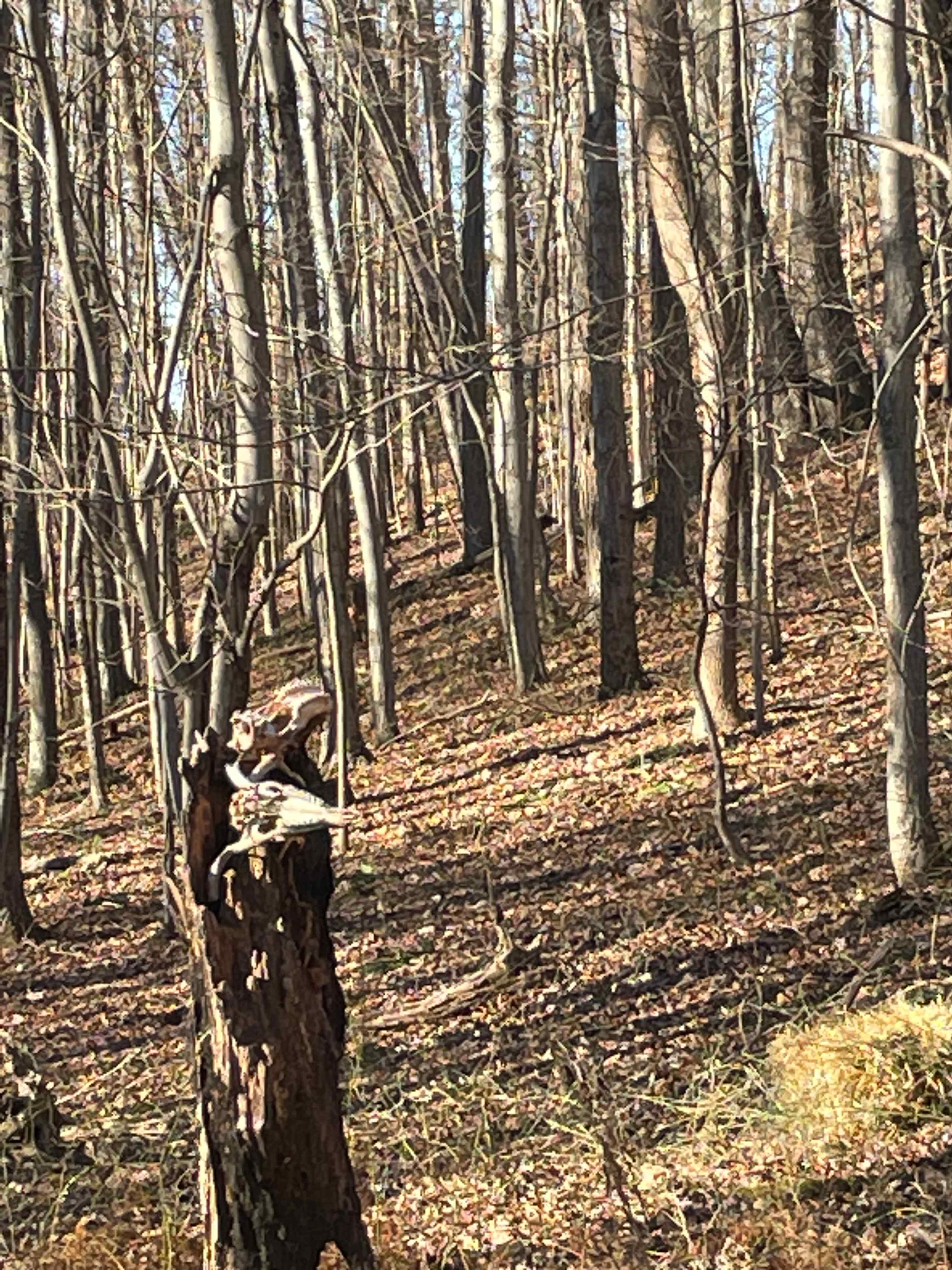 Hog Hollow Farms