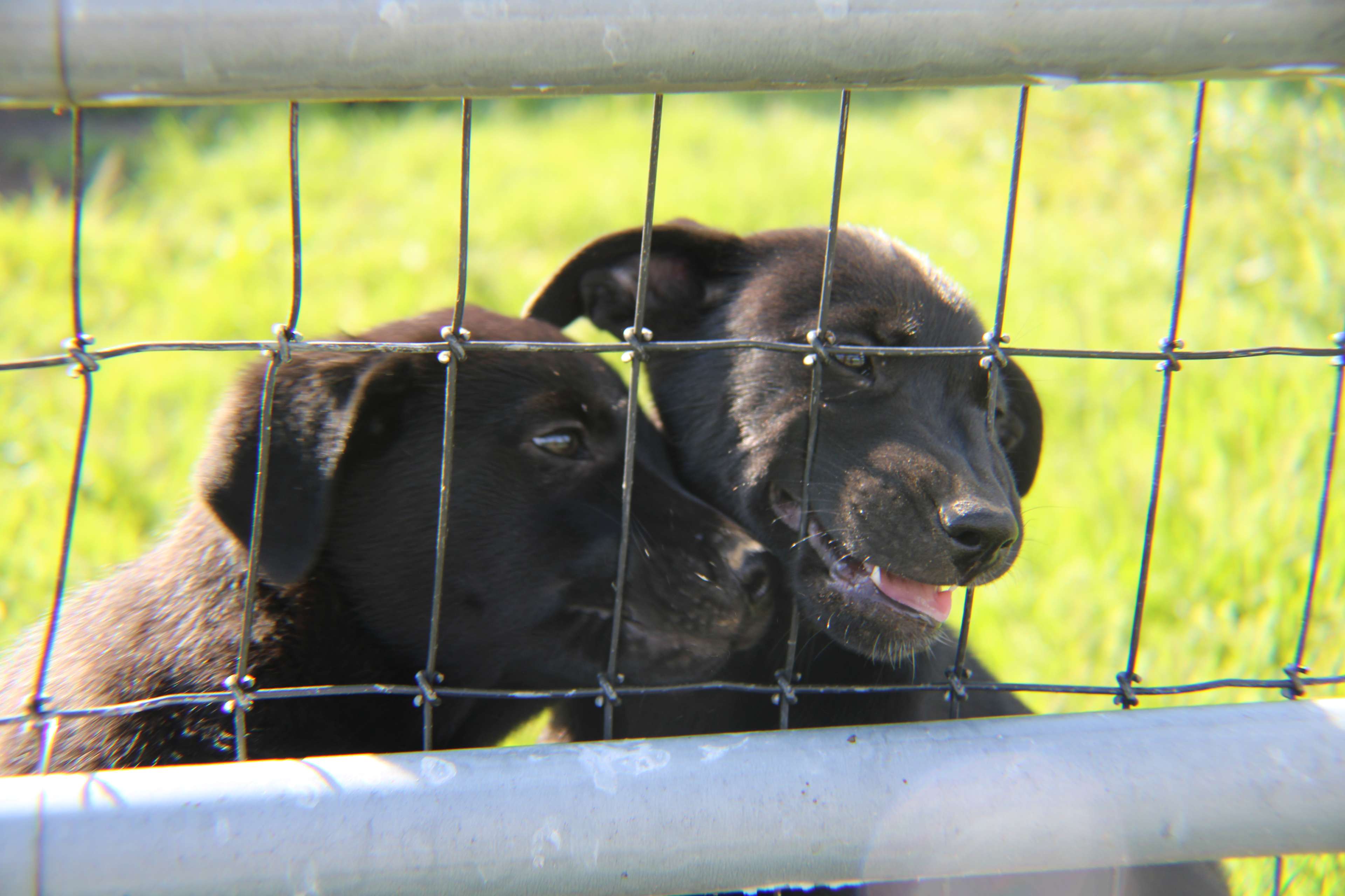 RugbyCreek Pet Friendly Rentals