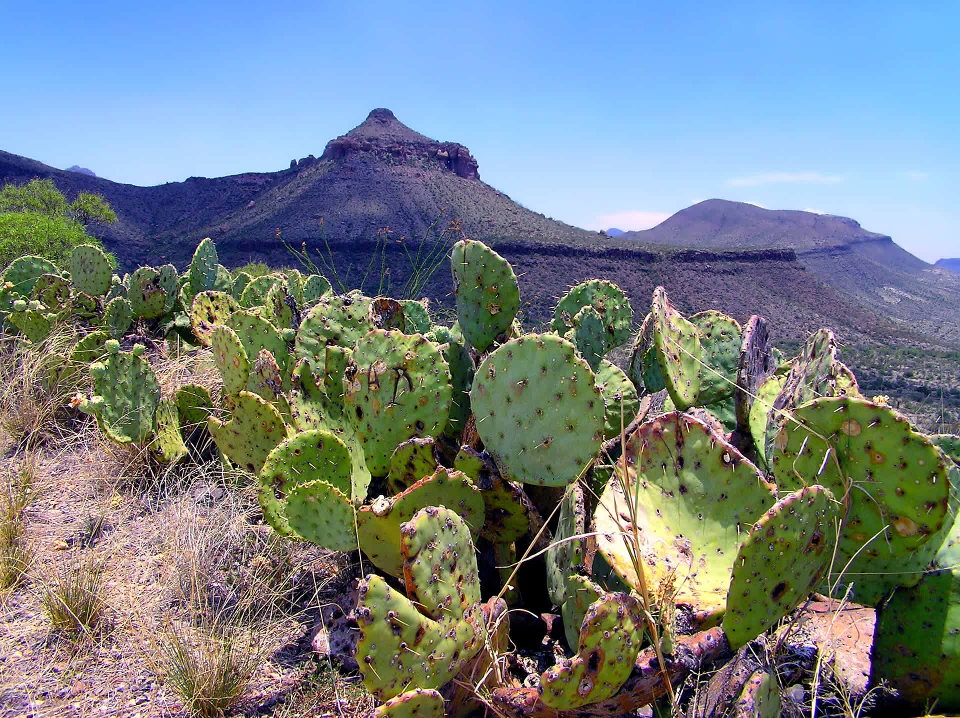 Big Bend Overland Adventure Camping