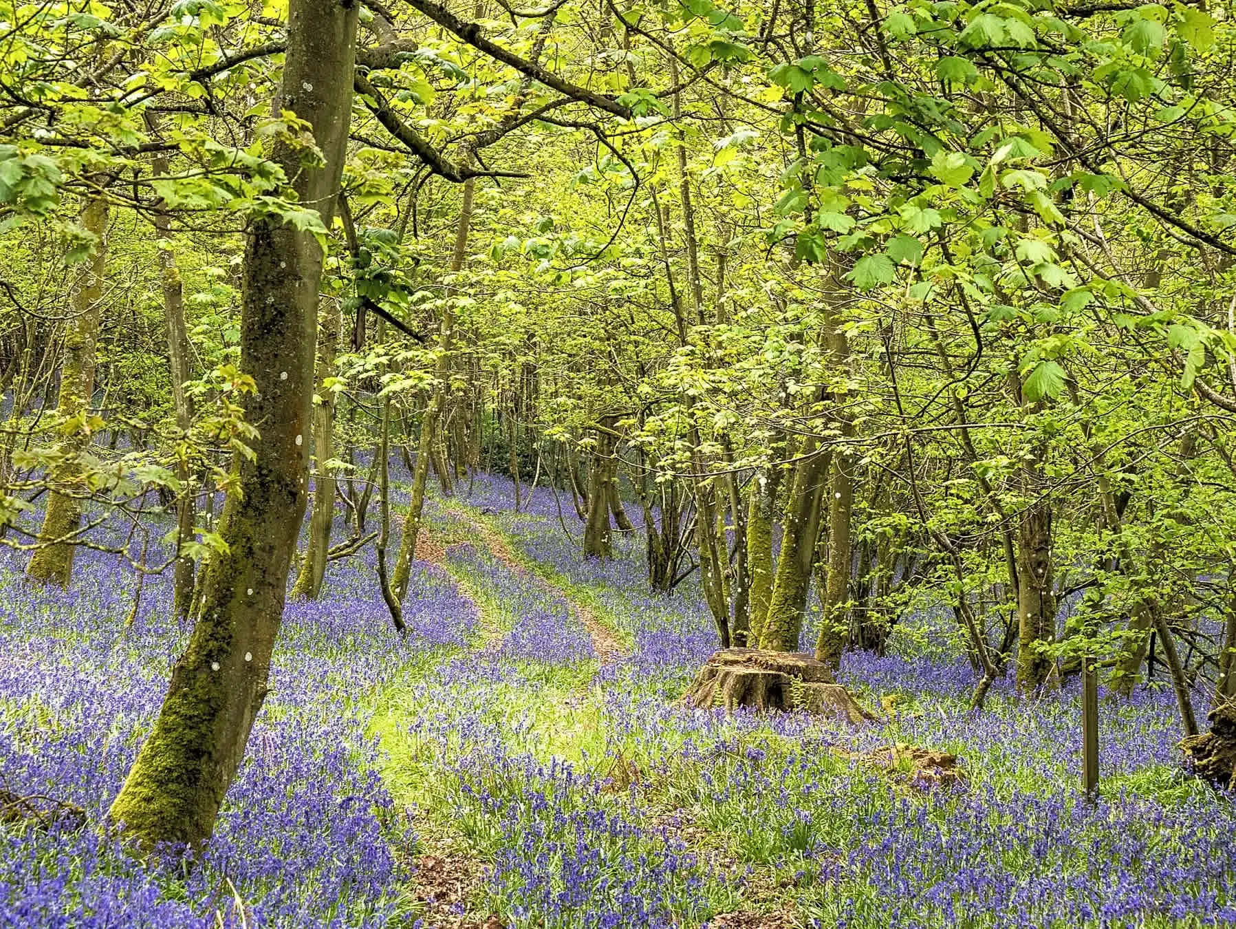 The Old Chapel Campsite
