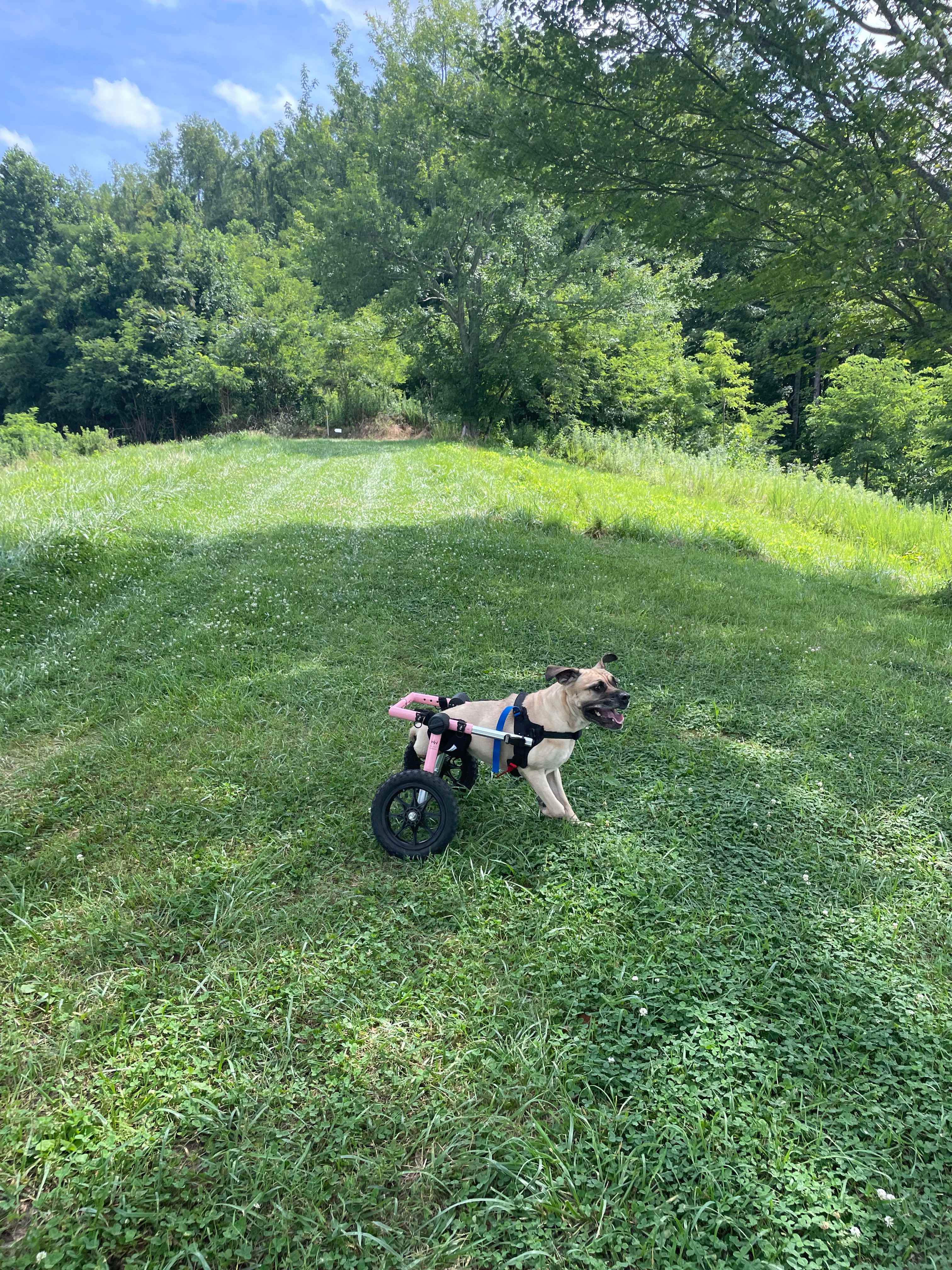 Bolin Knob Meadows