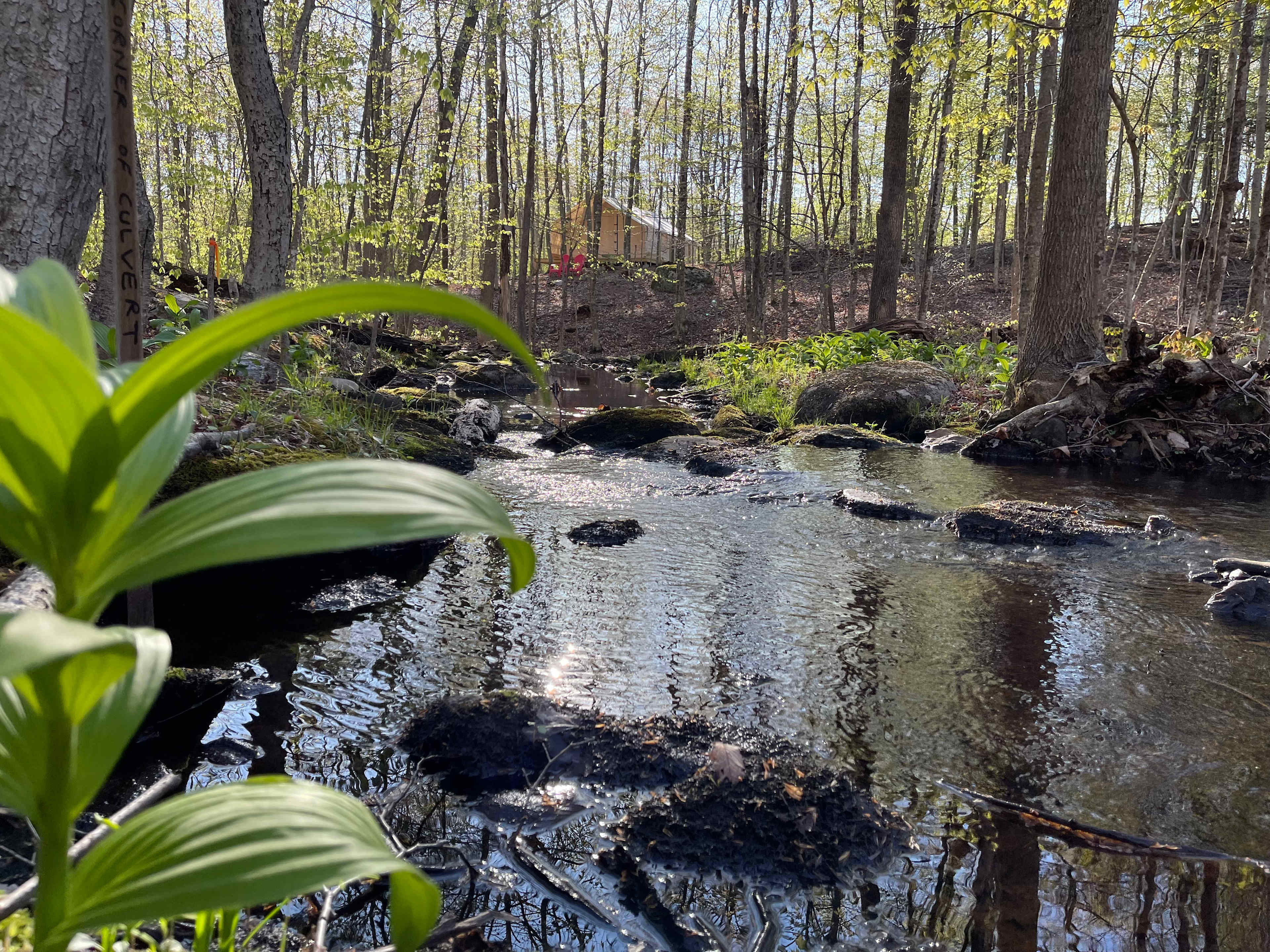 Secluded Glamping in the Woods