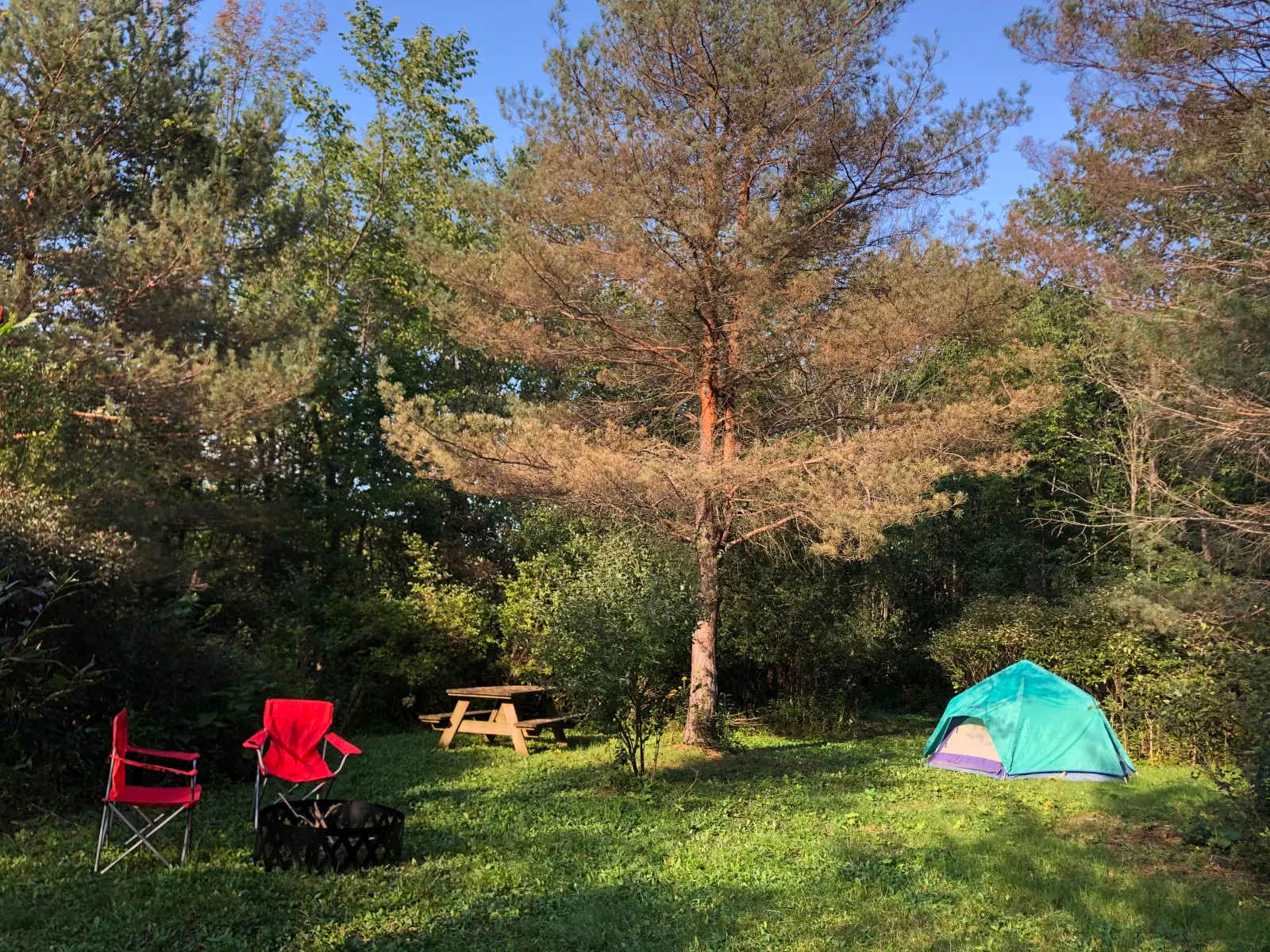 Mapletree Farm