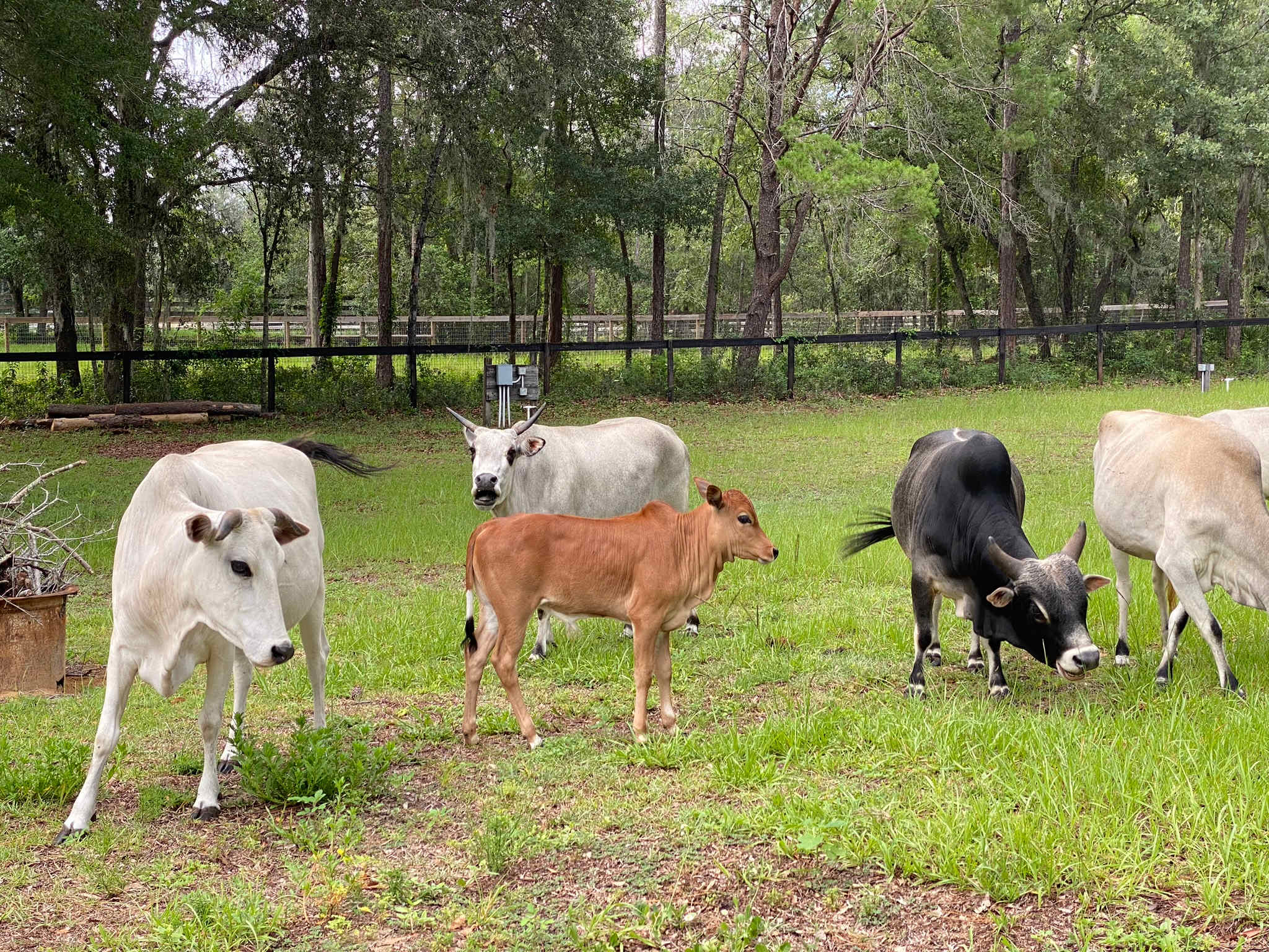 Croom Farm Camp