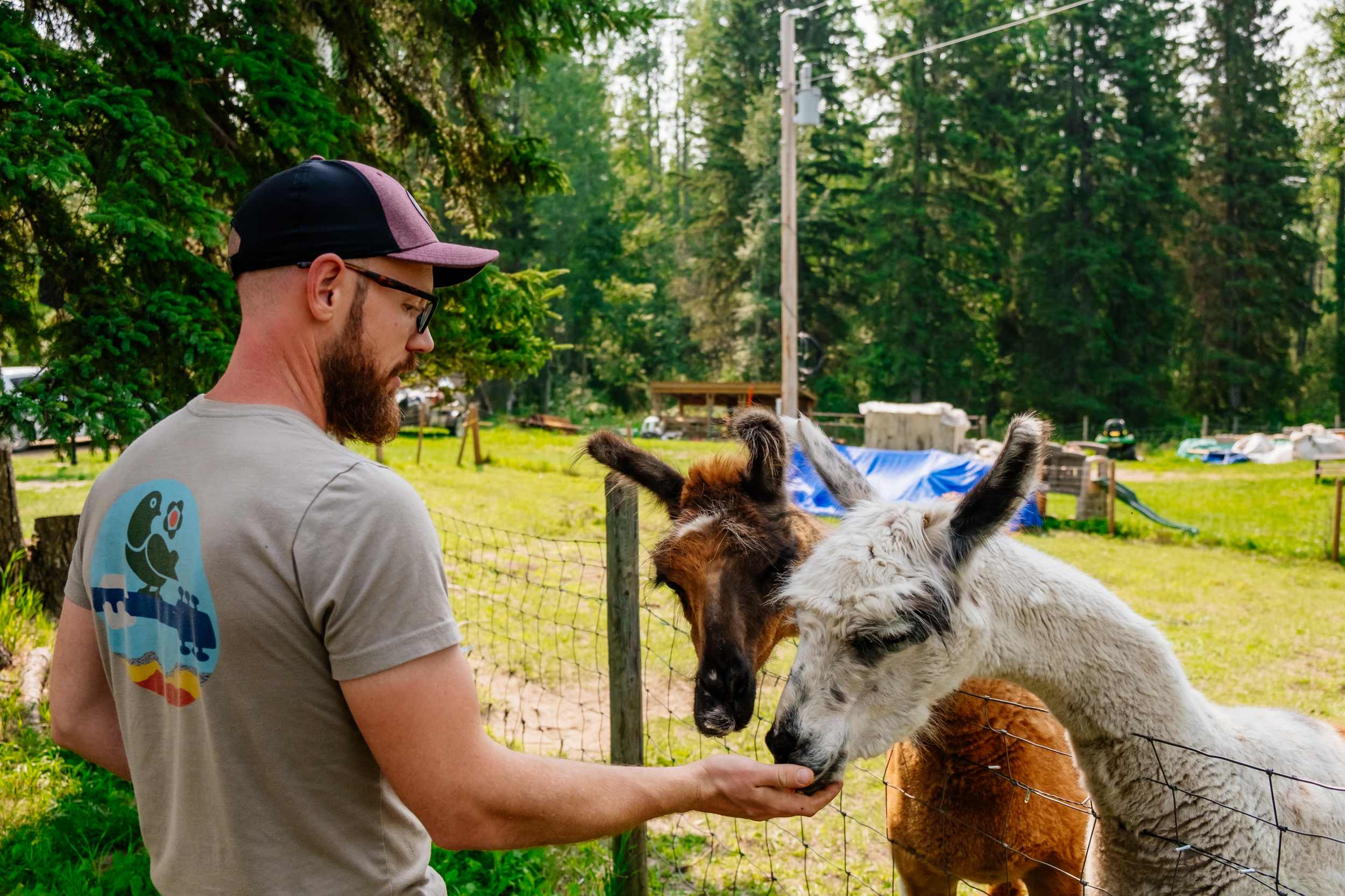 Feeding the llamas.