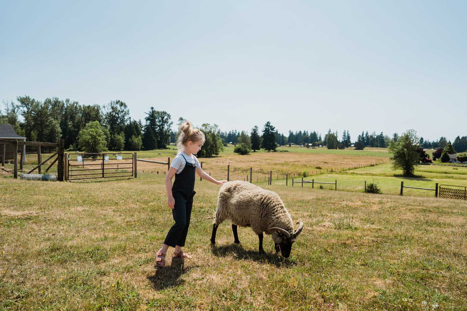 Petting the farm animals