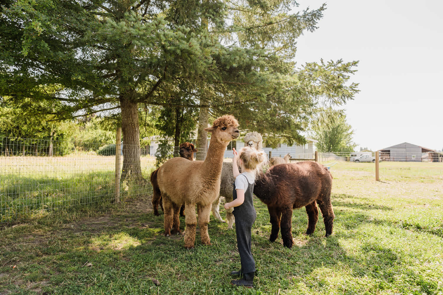 Feeding the alpacas