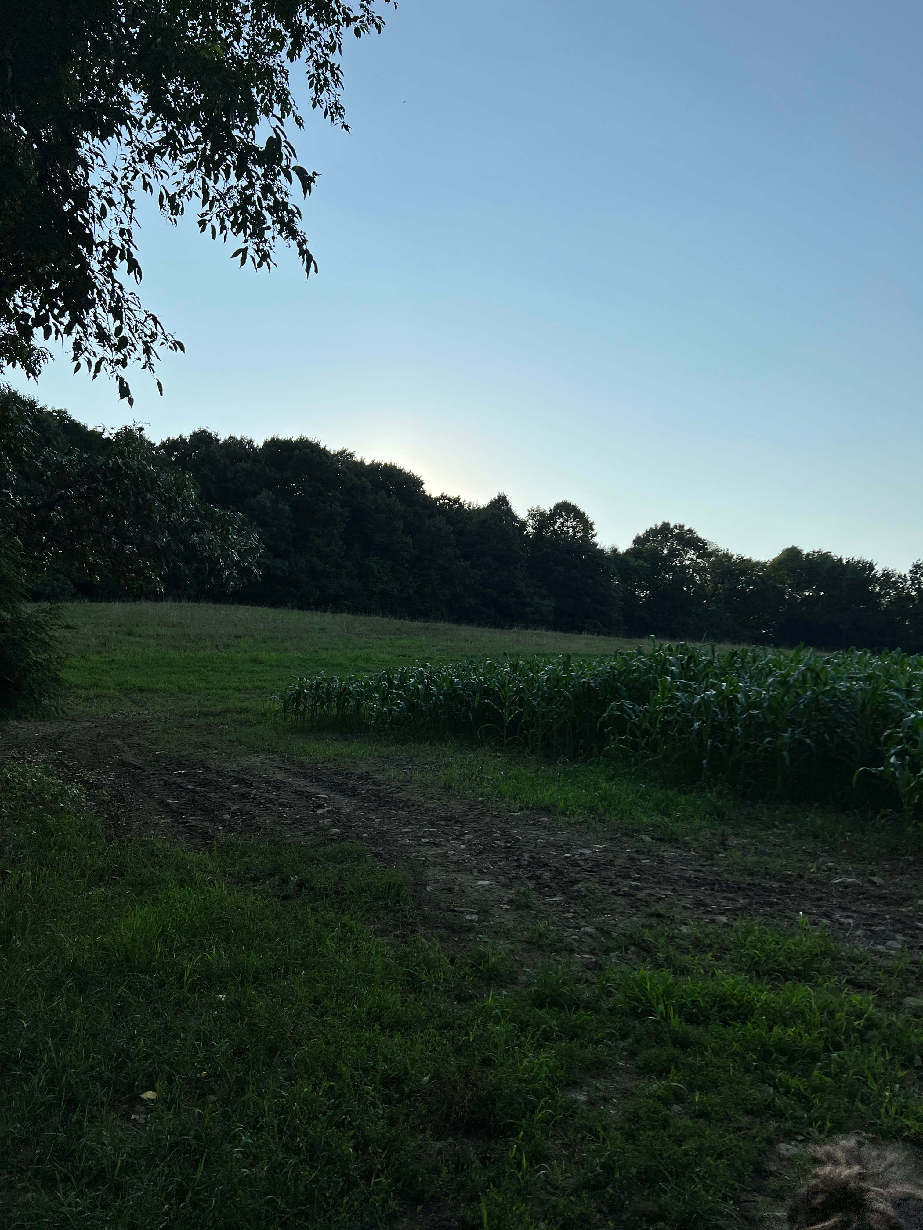 Clover Hill Farm ☘️