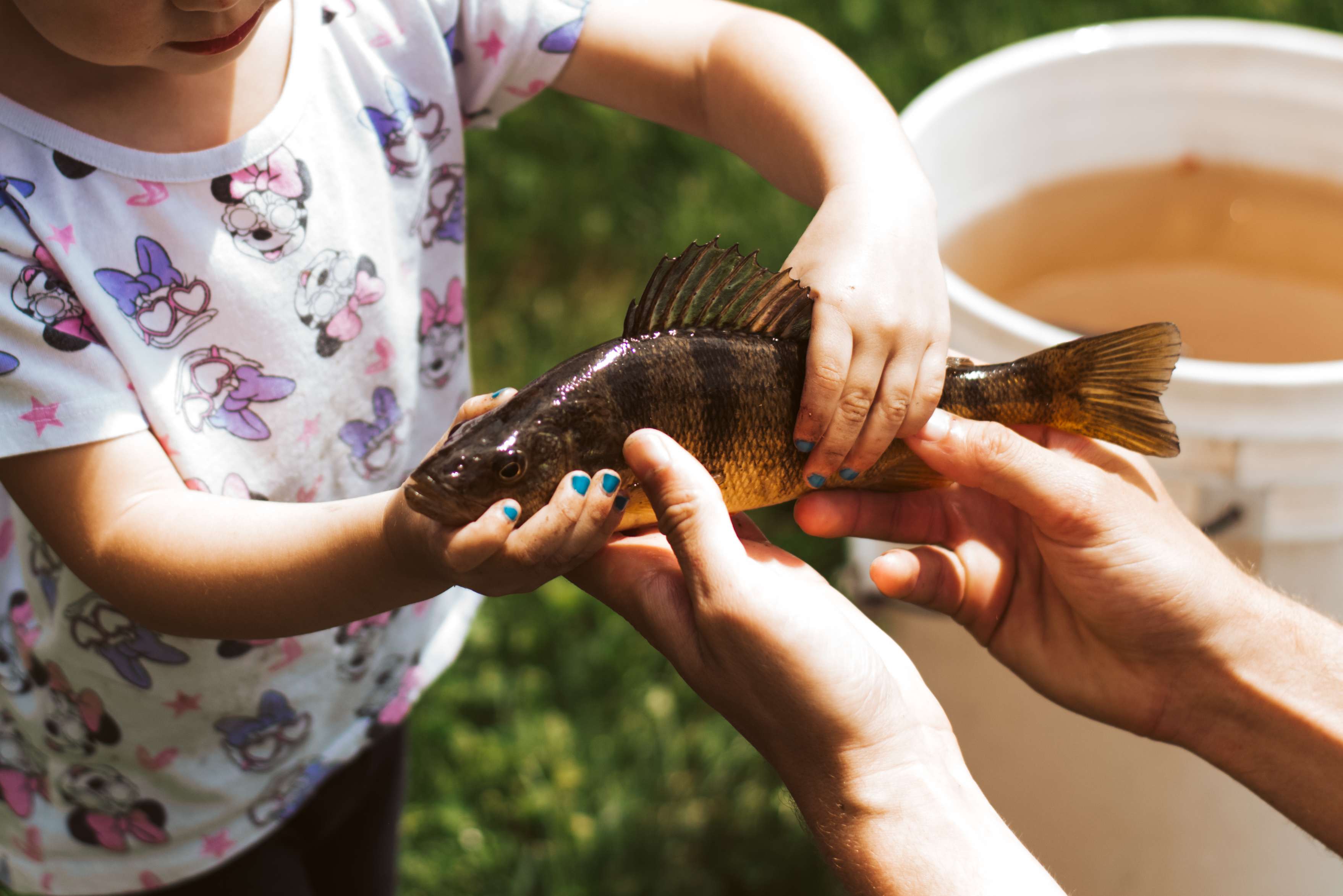 Catch and release perch from the pond or canal. 