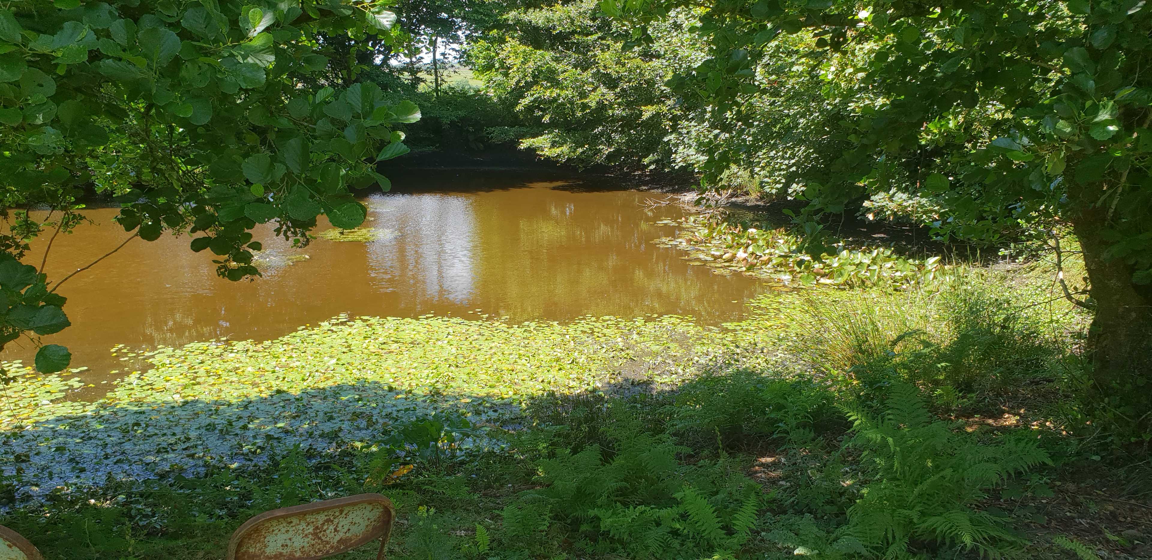 wildlife pond