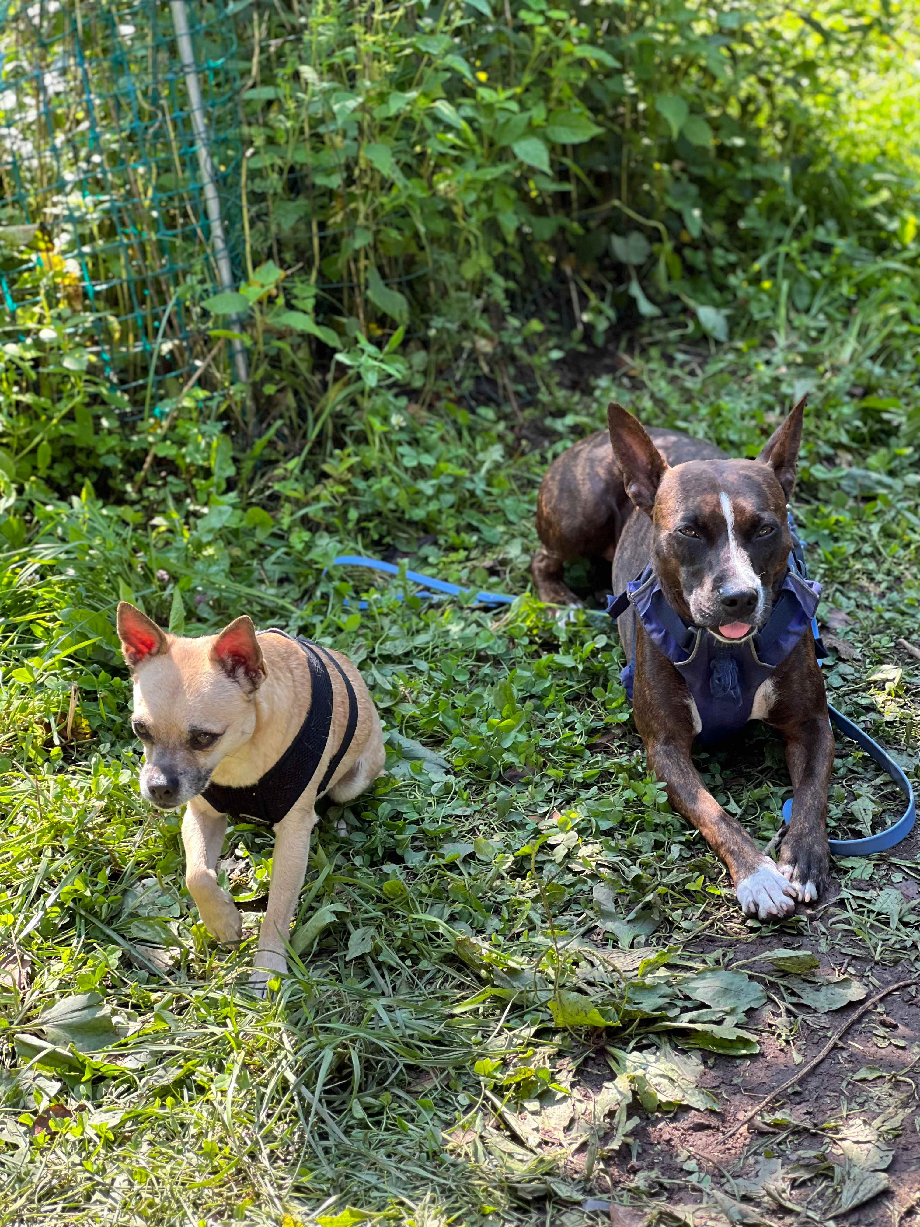 The dogs had plenty of room to run and relax.